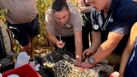Kathy and Katie: Volunteer injecting a sedated leopard