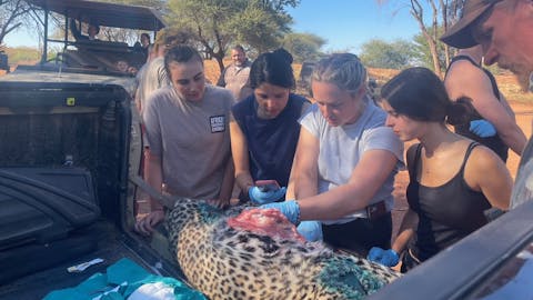 Kathy and Katie: Group of volunteers doing a leopard autopsy