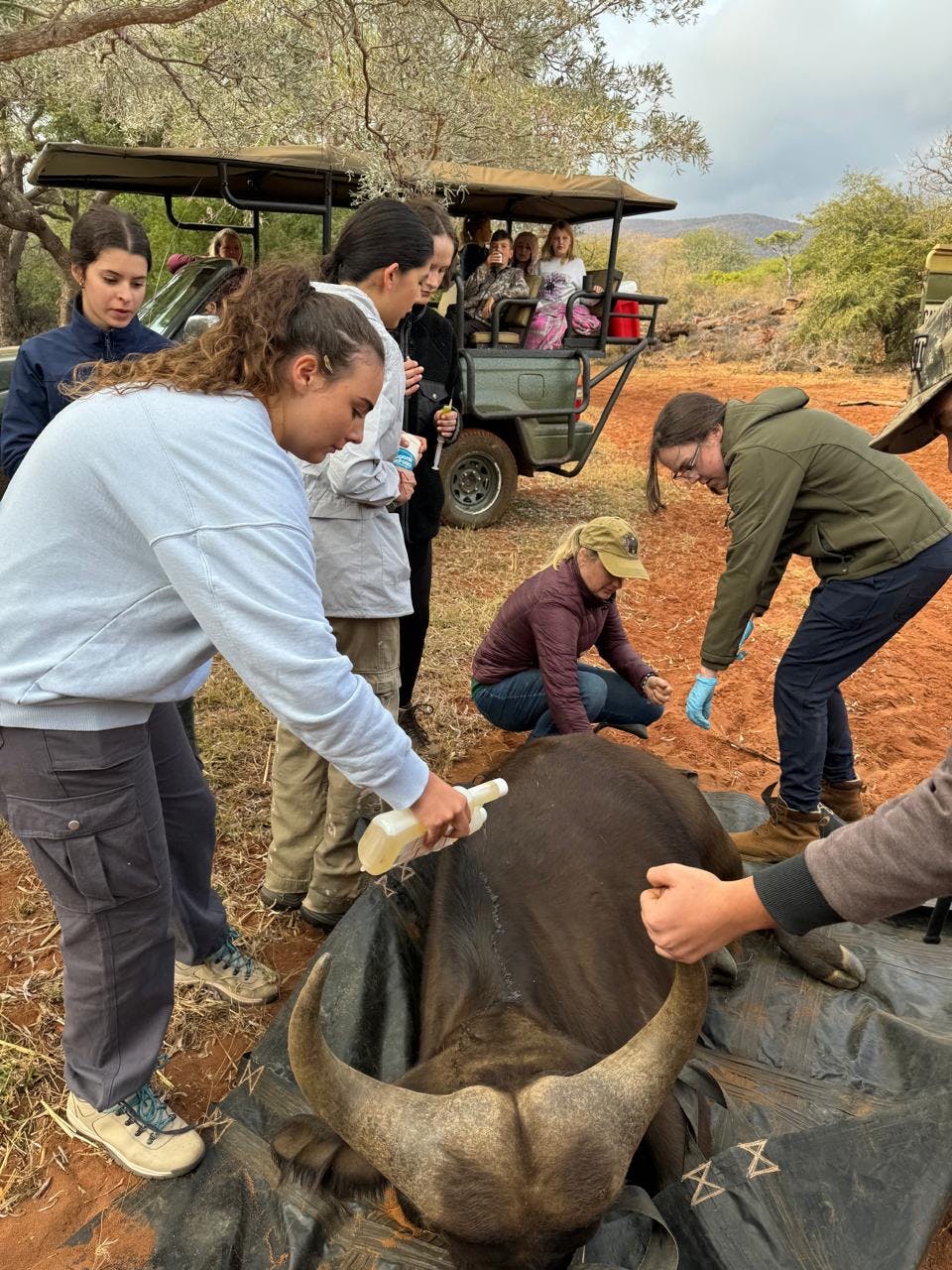 Volunteers working on a sedated buffalo