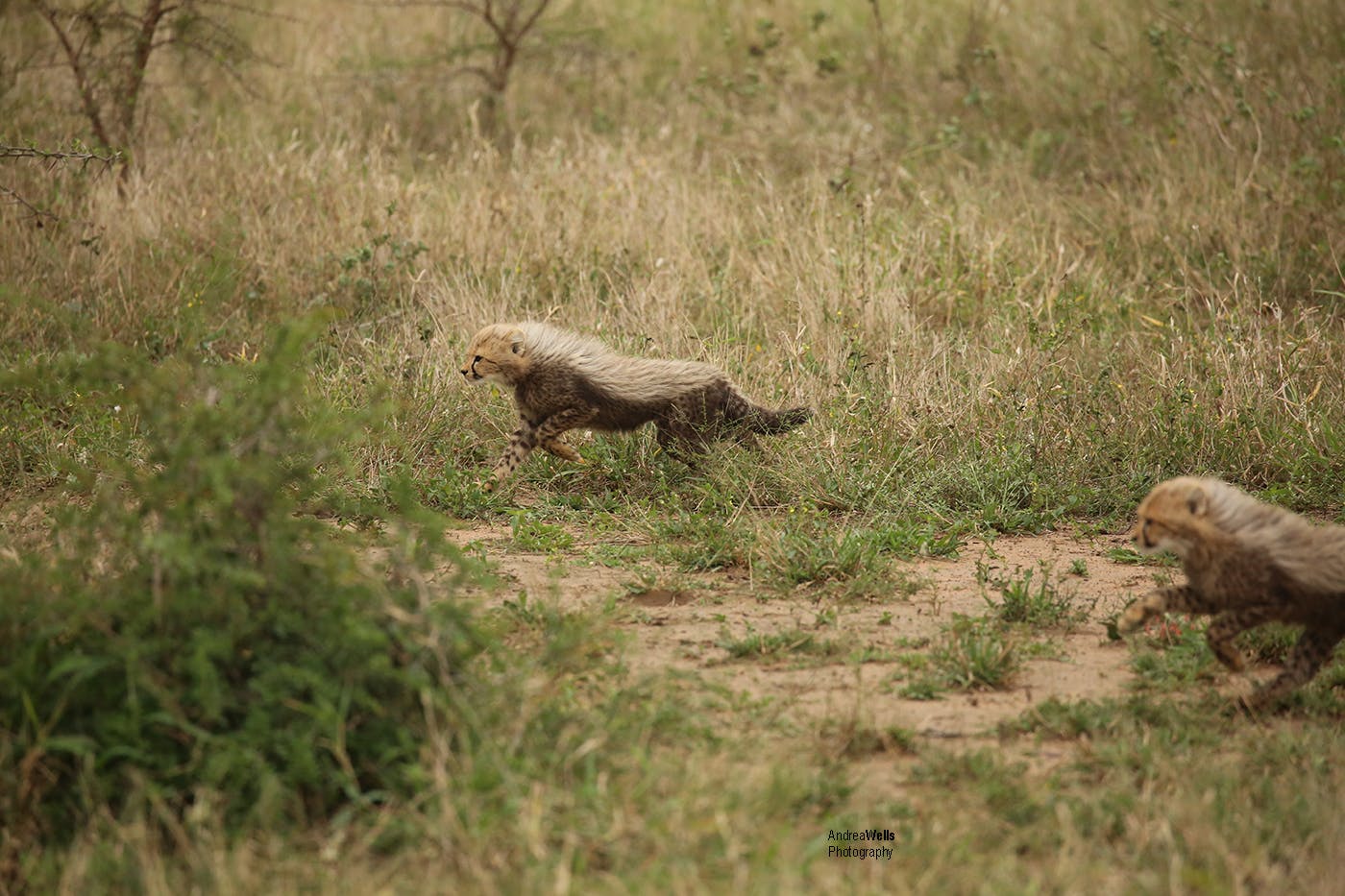 Baby cheetah running