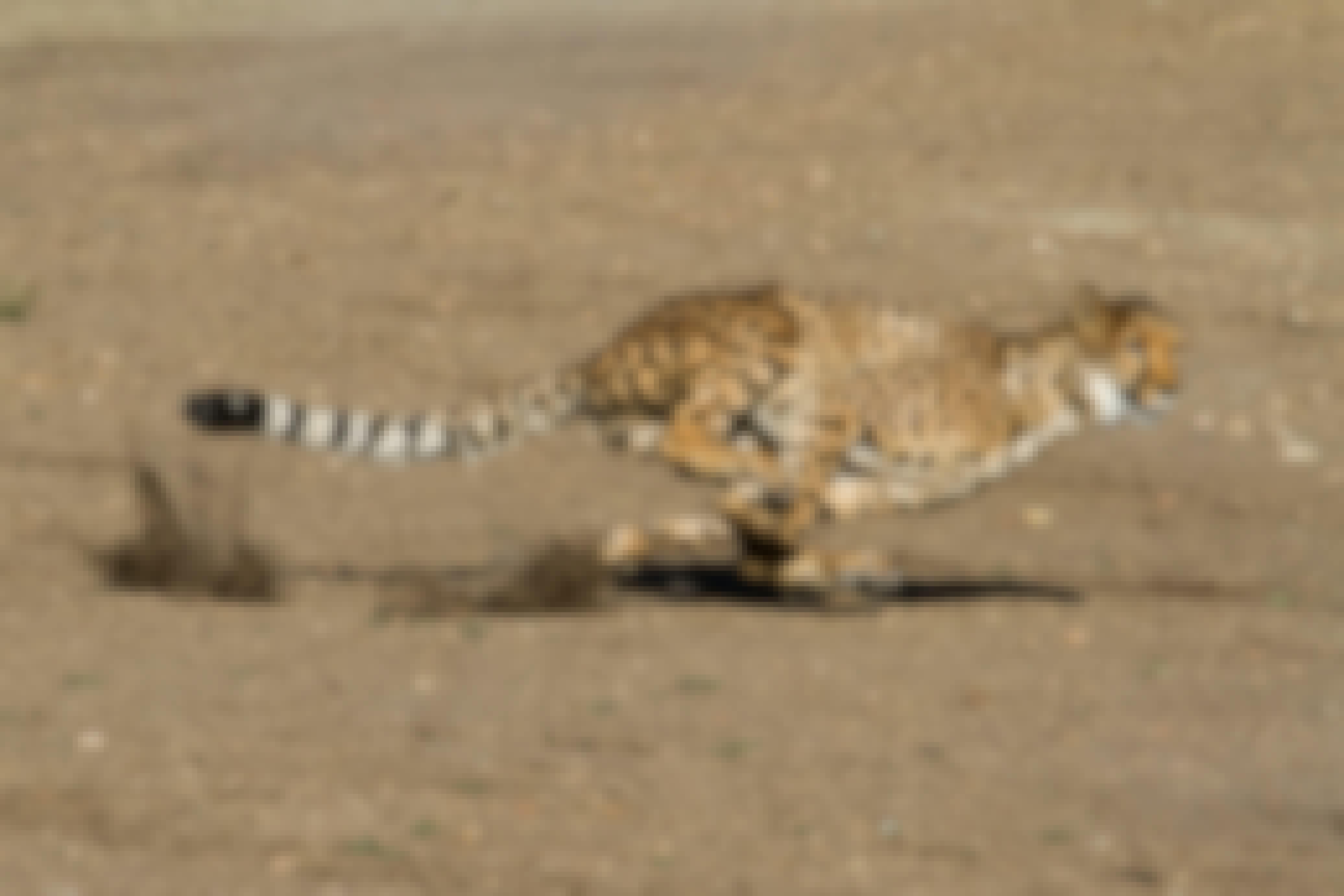 A cheetah running