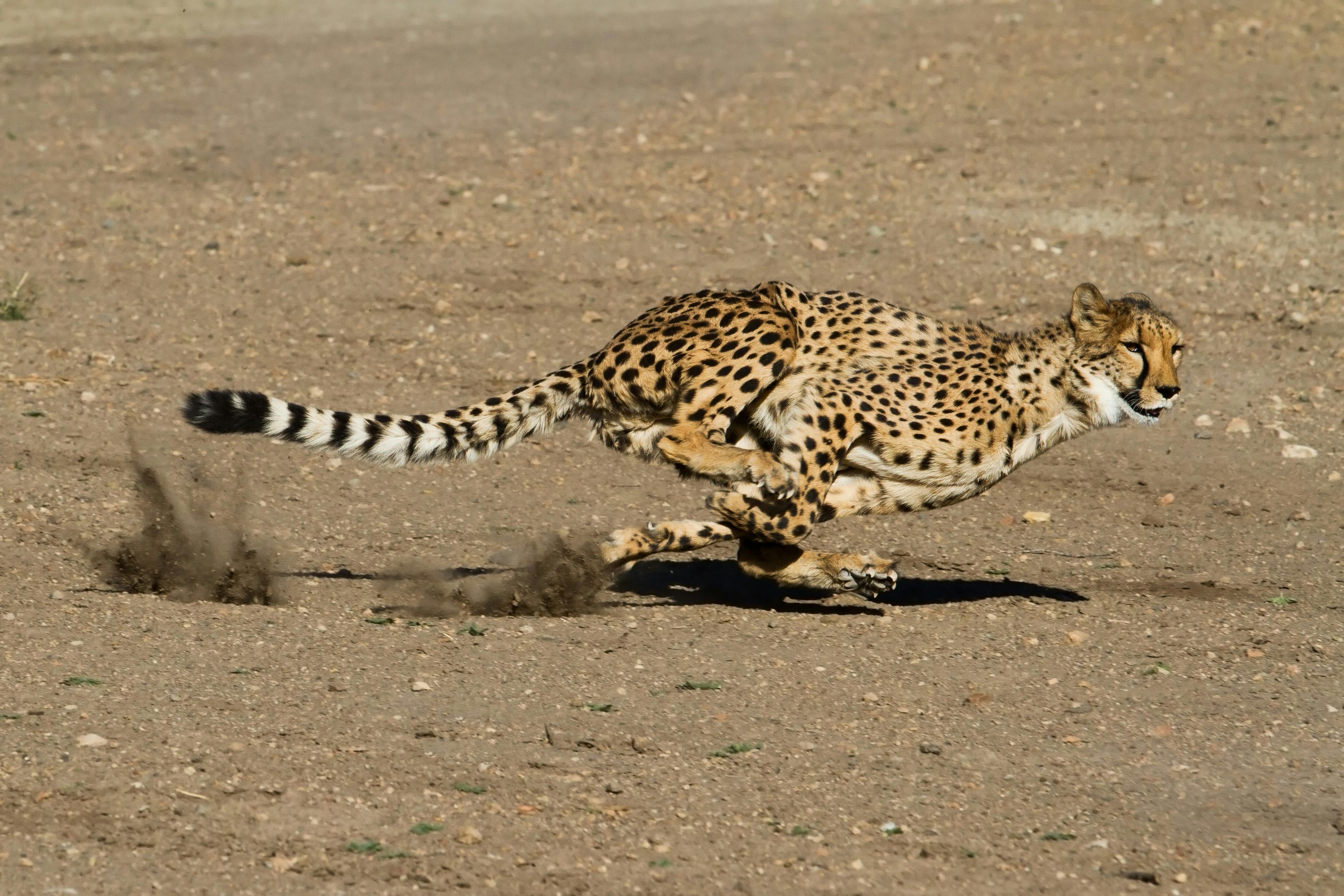 A cheetah running