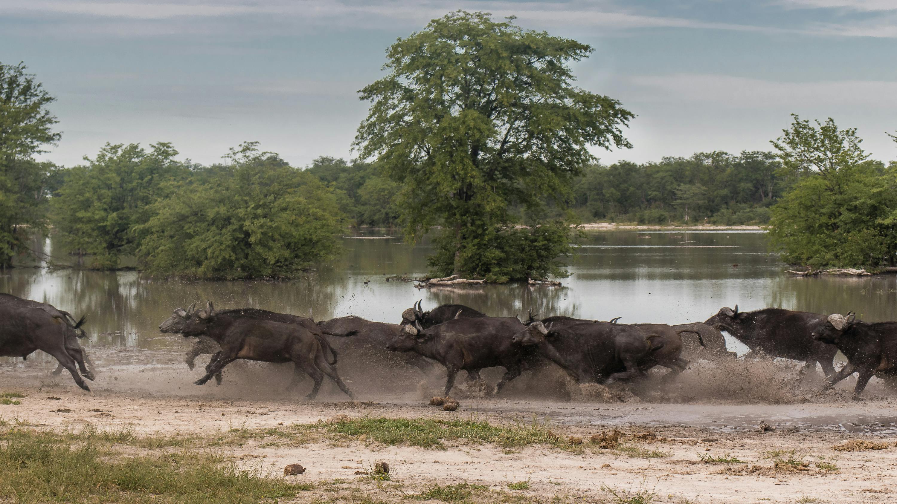 Buffalo running