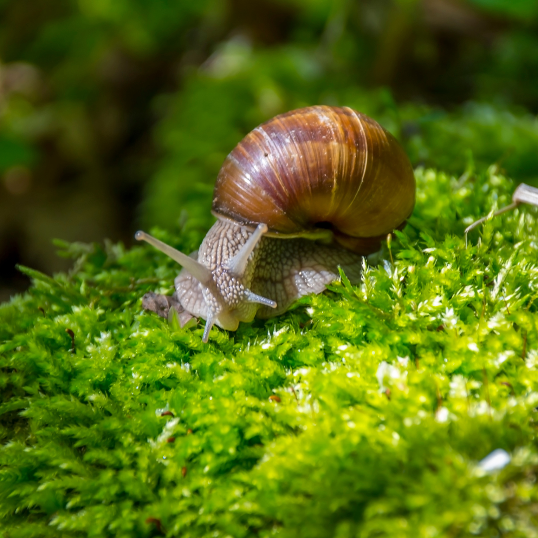 a snail on moss