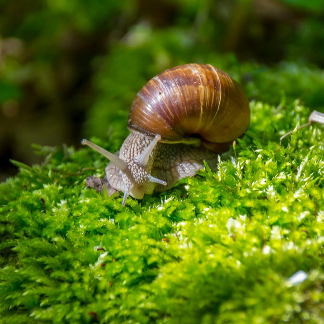 a snail on moss