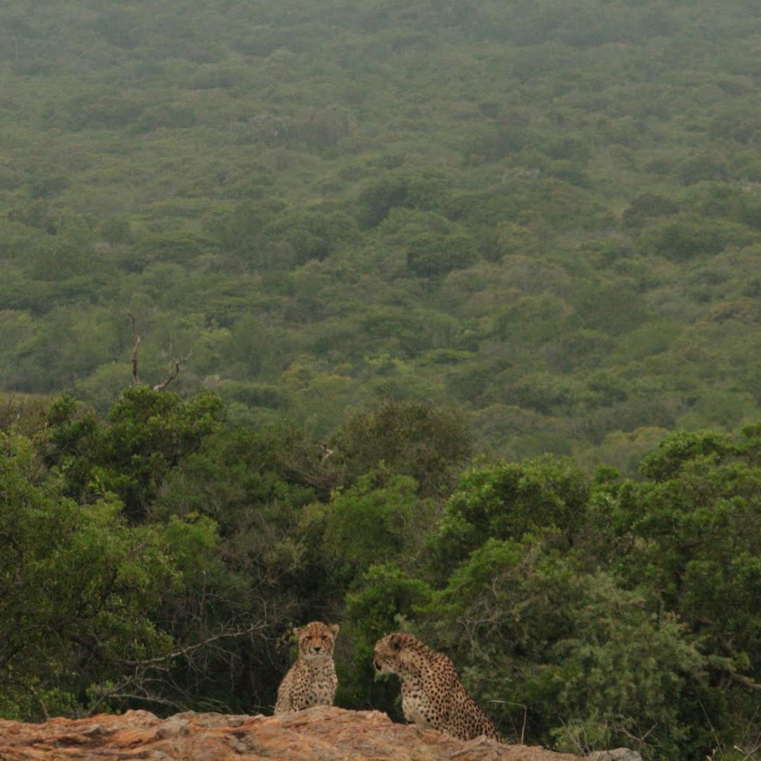 Two cheetah in phinda