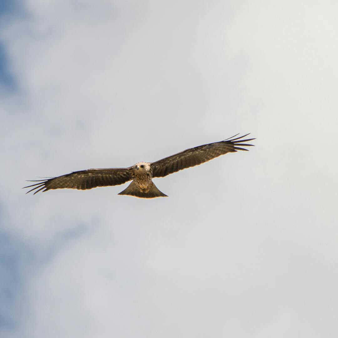 Raptor soaring 
