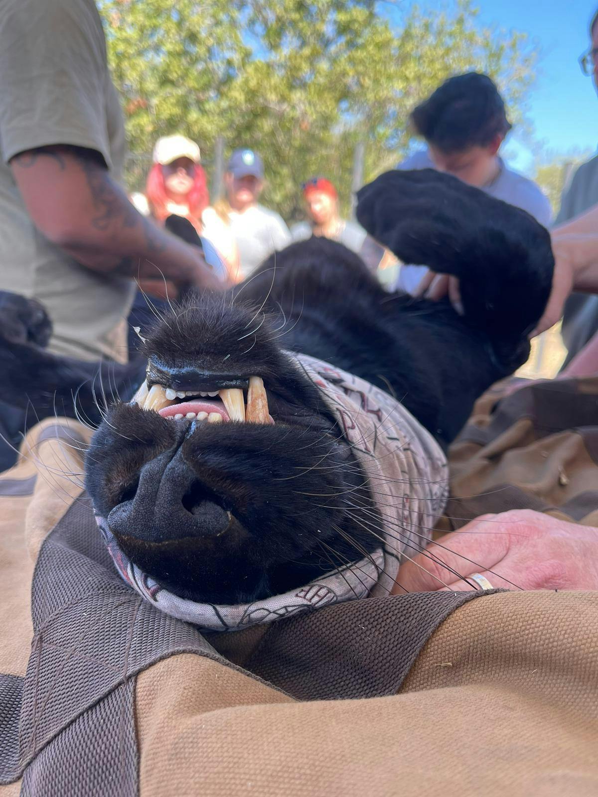 Sedated black leopard at Moholoholo