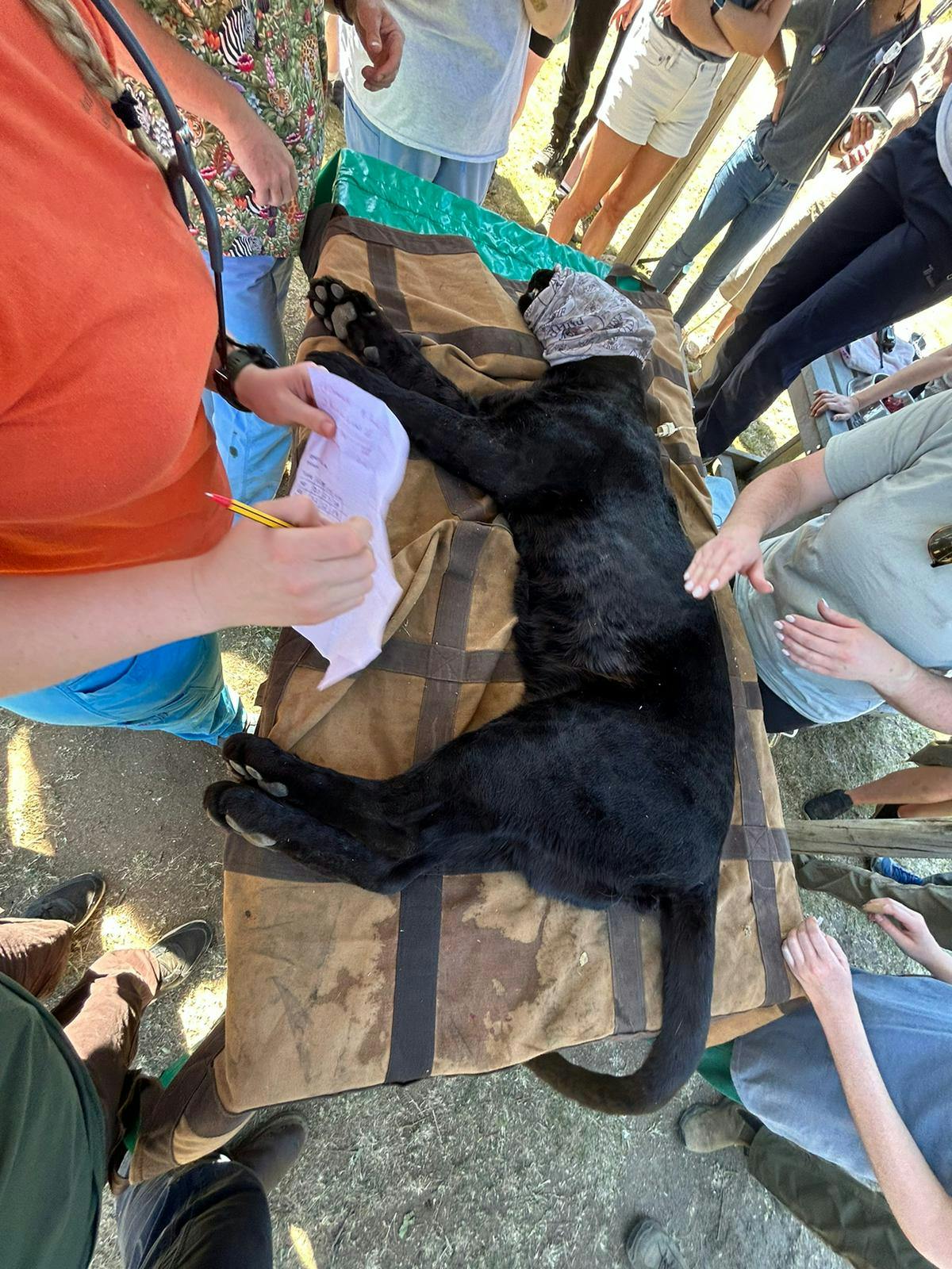 Vet procedure on a sedated black leopard