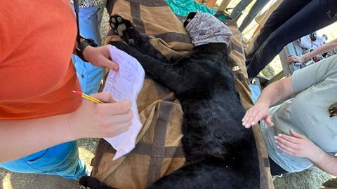 Kellyann Iannone: Vet procedure on a sedated black leopard