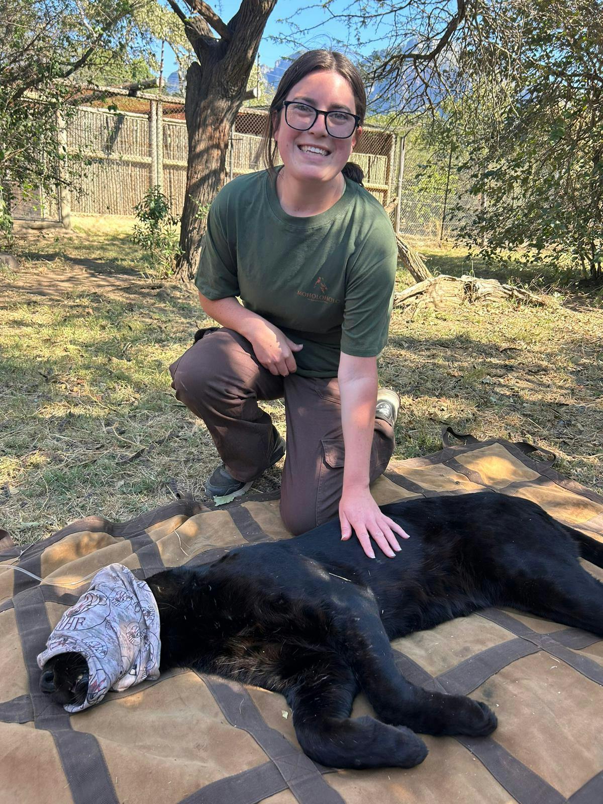 Volunteer with a sedated black leopard