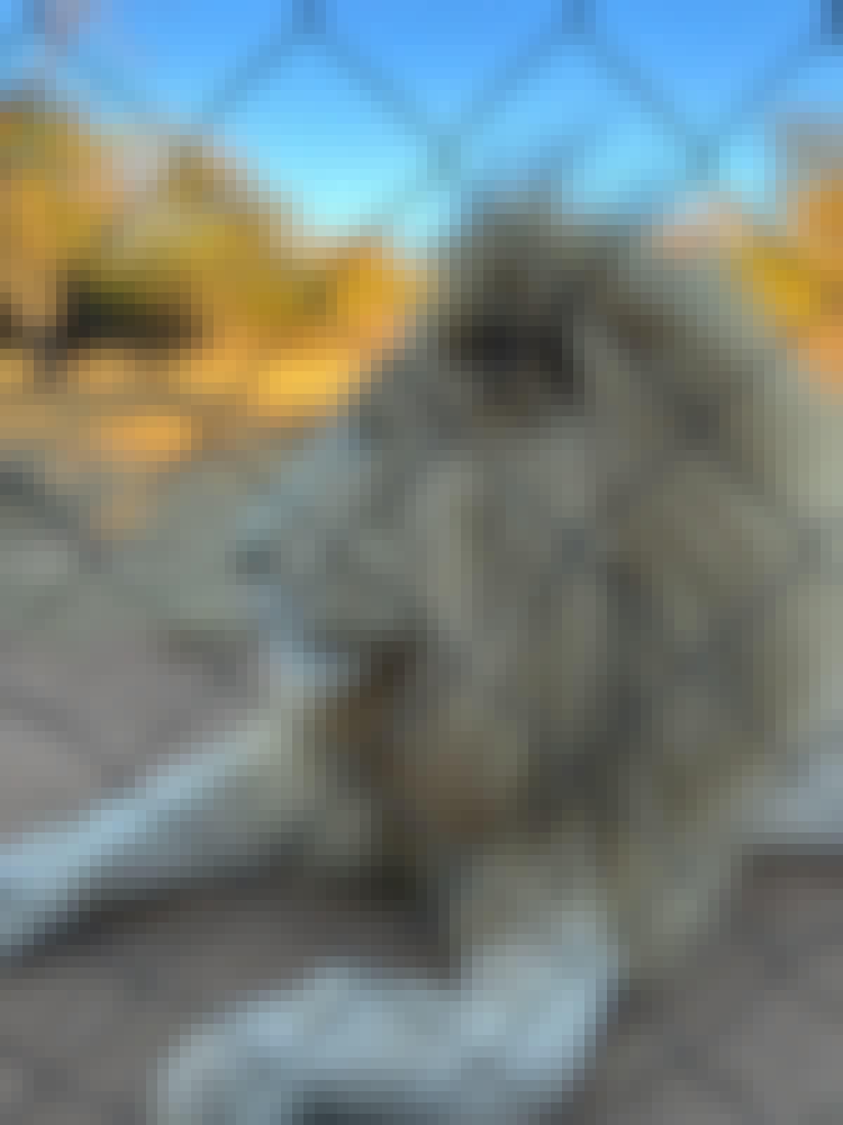 Lion at Moholoholo