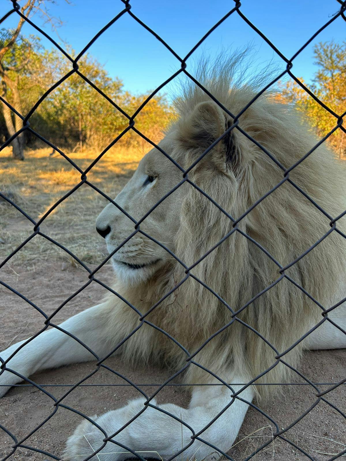 Lion at Moholoholo