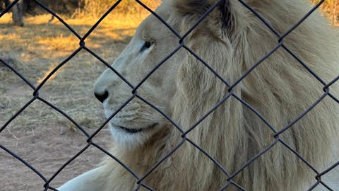 Kellyann Iannone: Lion at Moholoholo