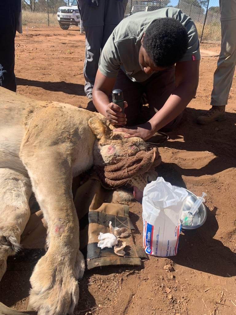 Darrius Upshaw: with a sedated lion