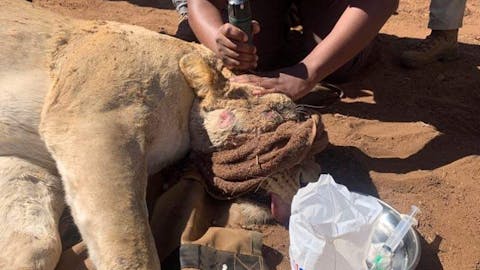 Darrius Upshaw: with a sedated lion