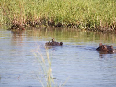 Ramez Ramzy: hippos in the water