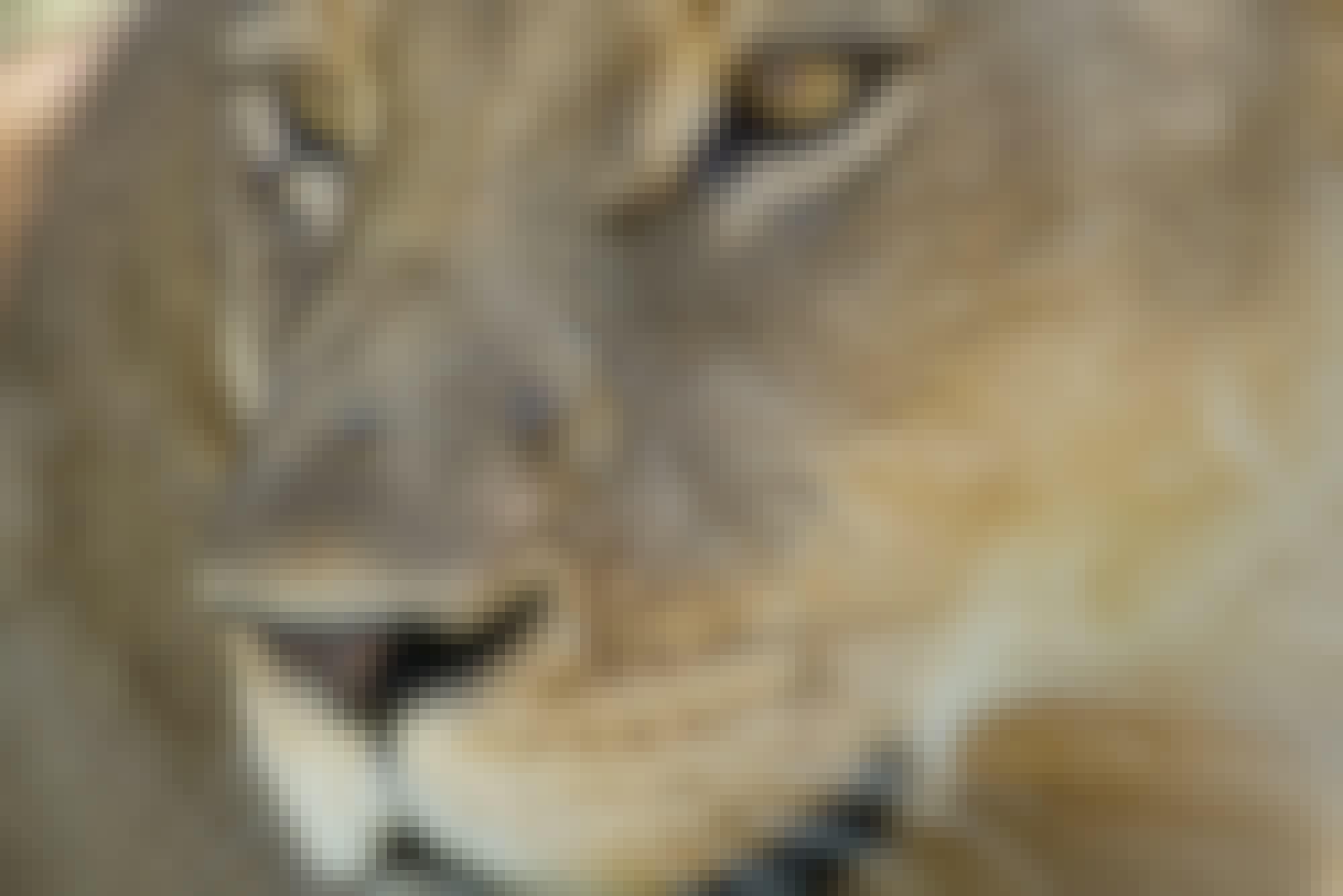 Ramez Ramzy: close-up of a lioness 