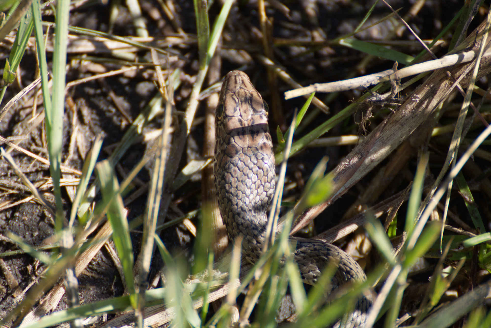 Ramez Ramzy: close-up of a snake
