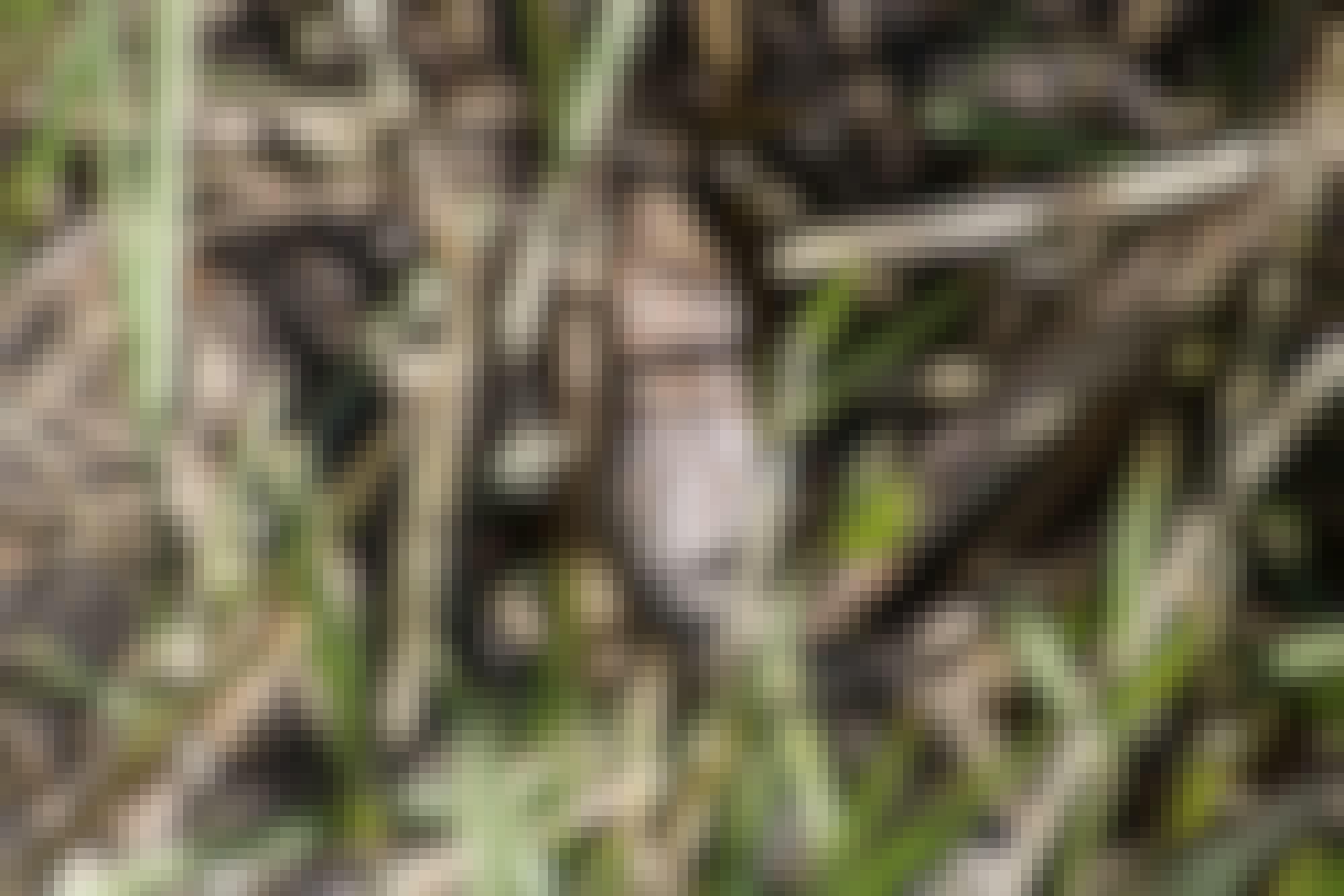 Ramez Ramzy: close-up of a snake