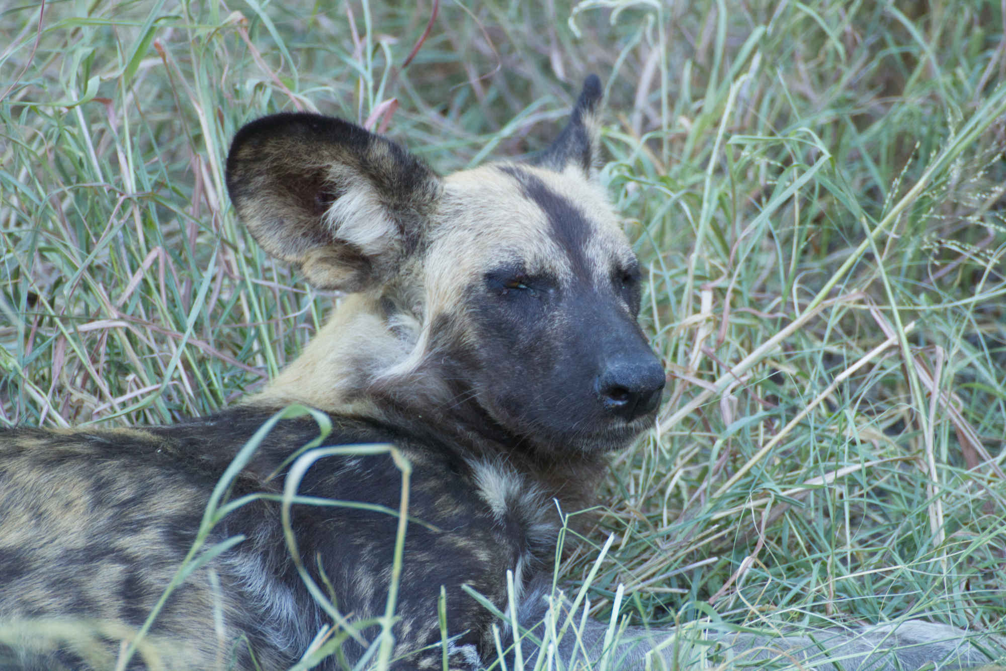 Ramez Ramzy: close-up of a wild dog