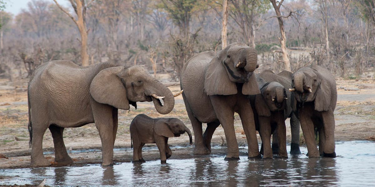 Ramez Ramzy: elephants beside the water