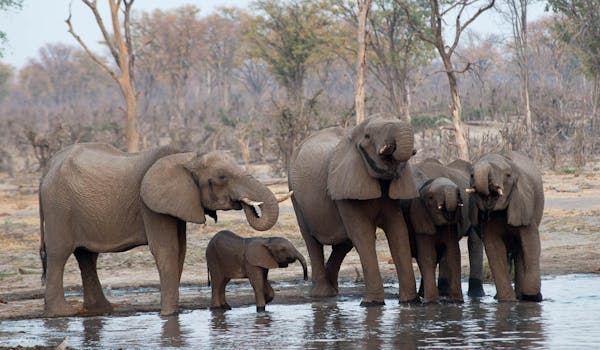 Ramez Ramzy: elephants beside the water