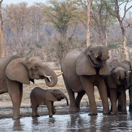 Ramez Ramzy: elephants beside the water
