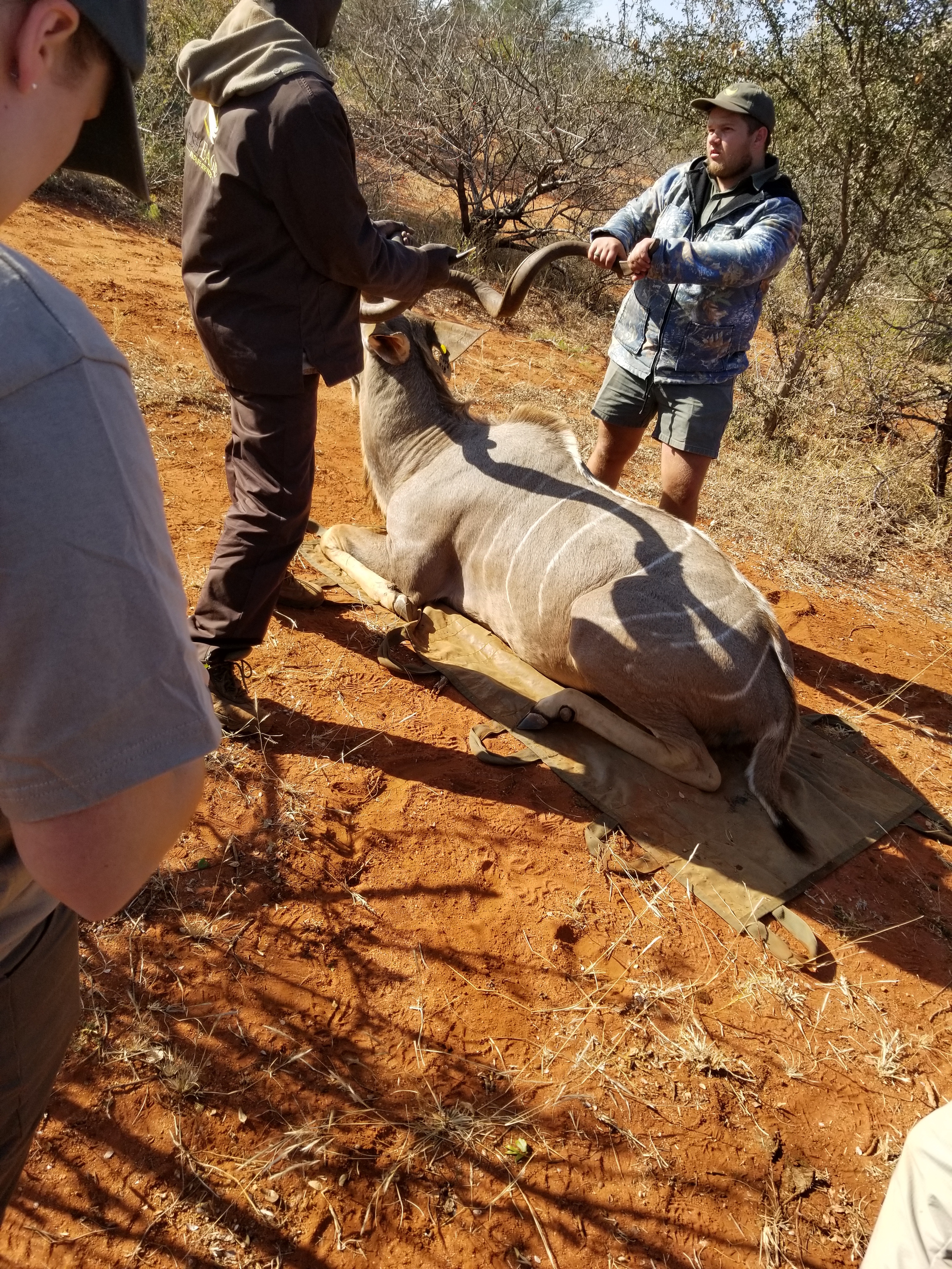 Darrius Upshaw: relocating a sedated antelope