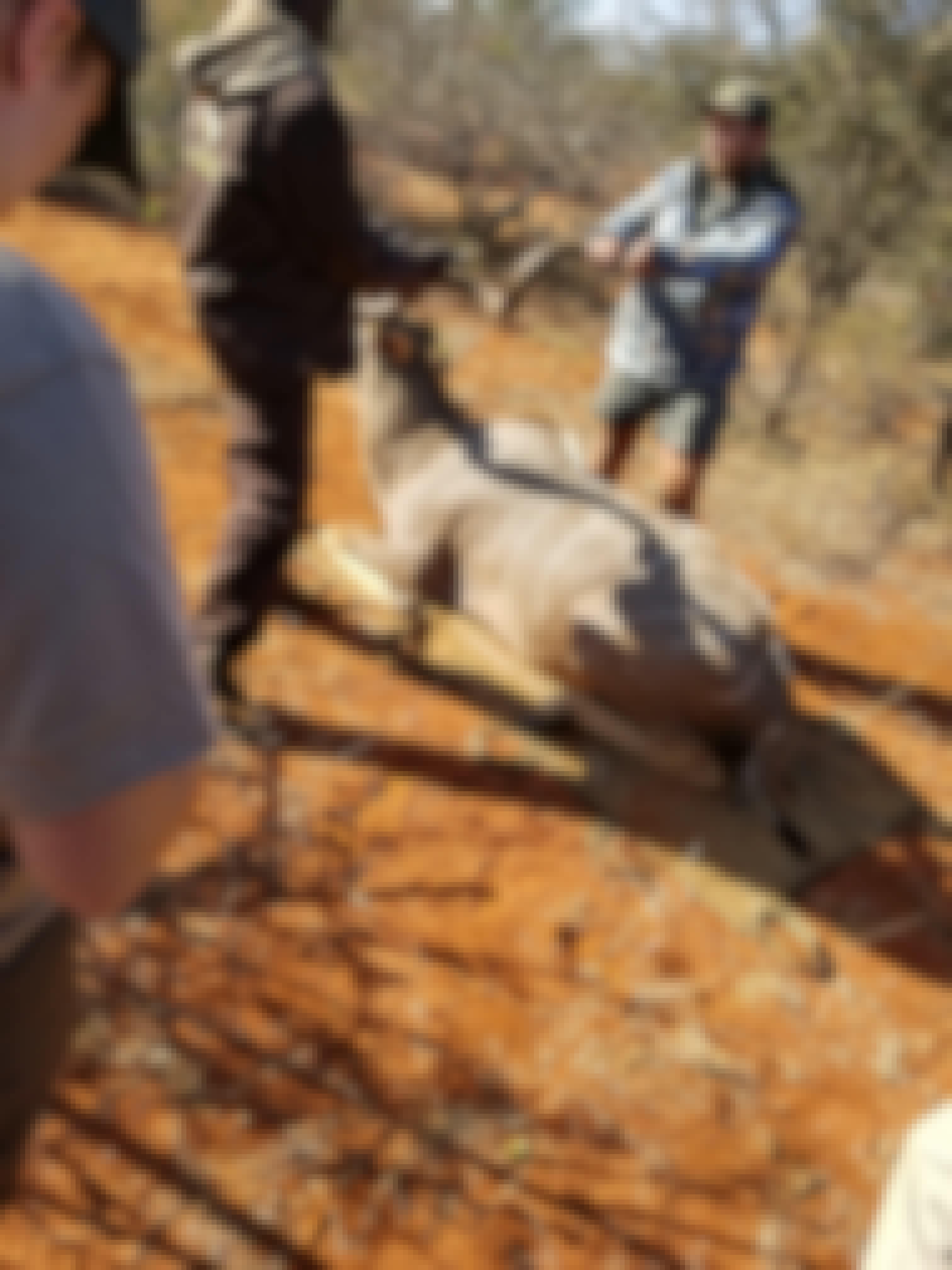 Darrius Upshaw: relocating a sedated antelope