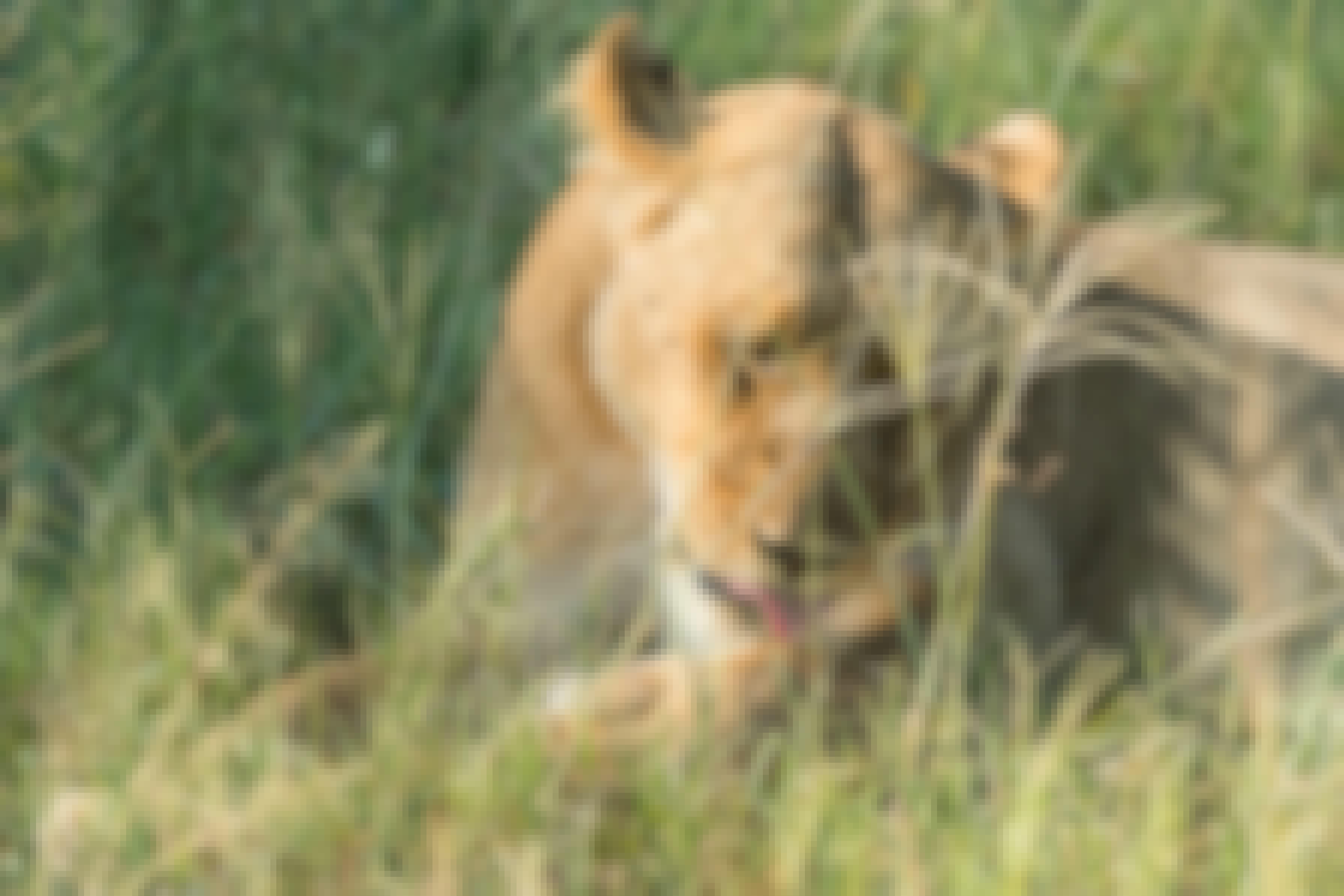 Wayne Grieveson: close-up of a lioness