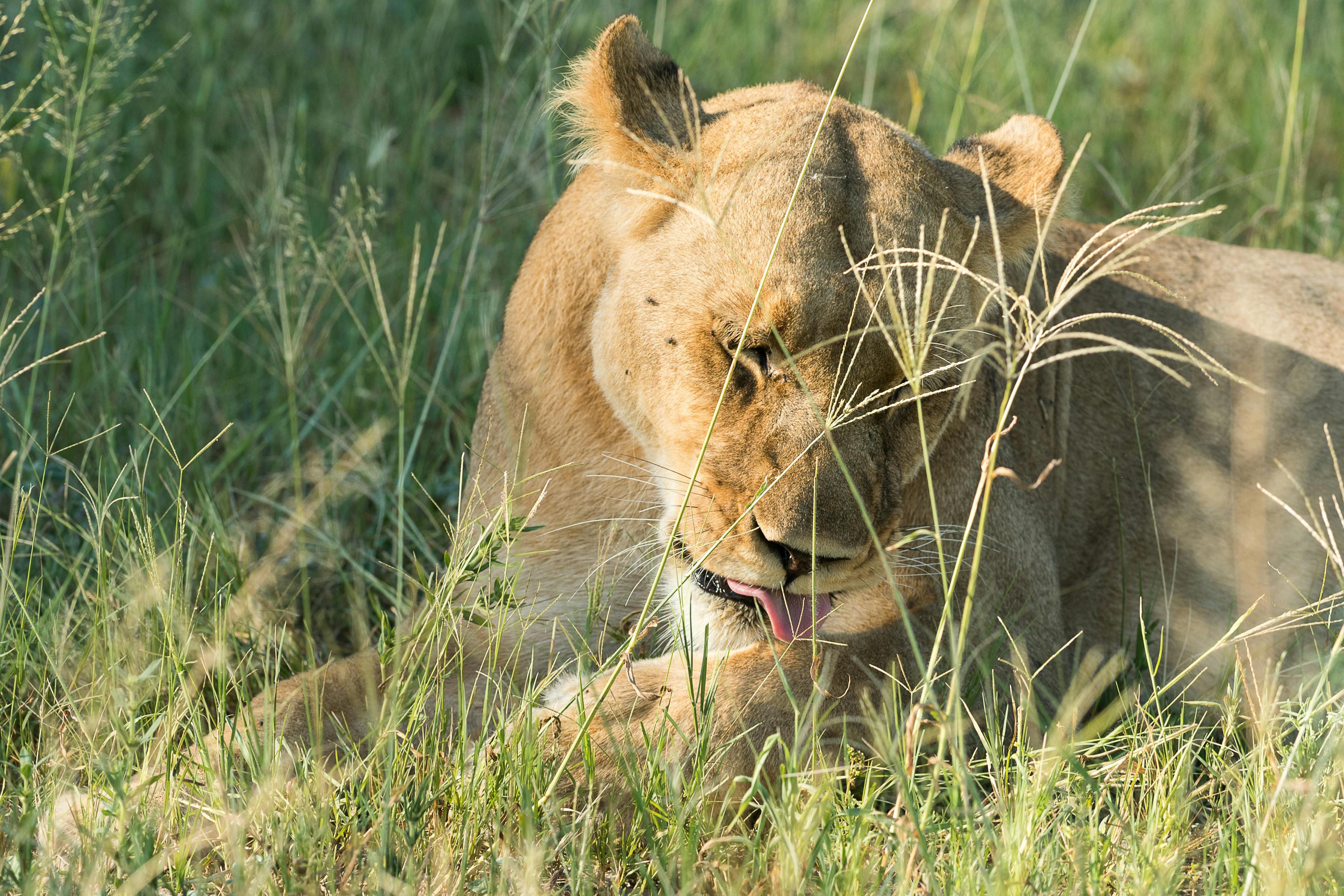Wayne Grieveson: close-up of a lioness