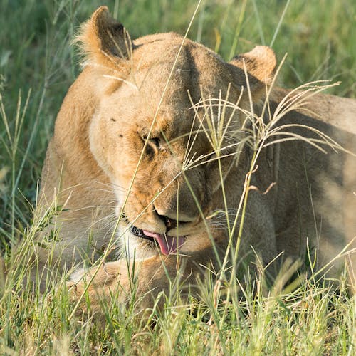 Wayne Grieveson: close-up of a lioness