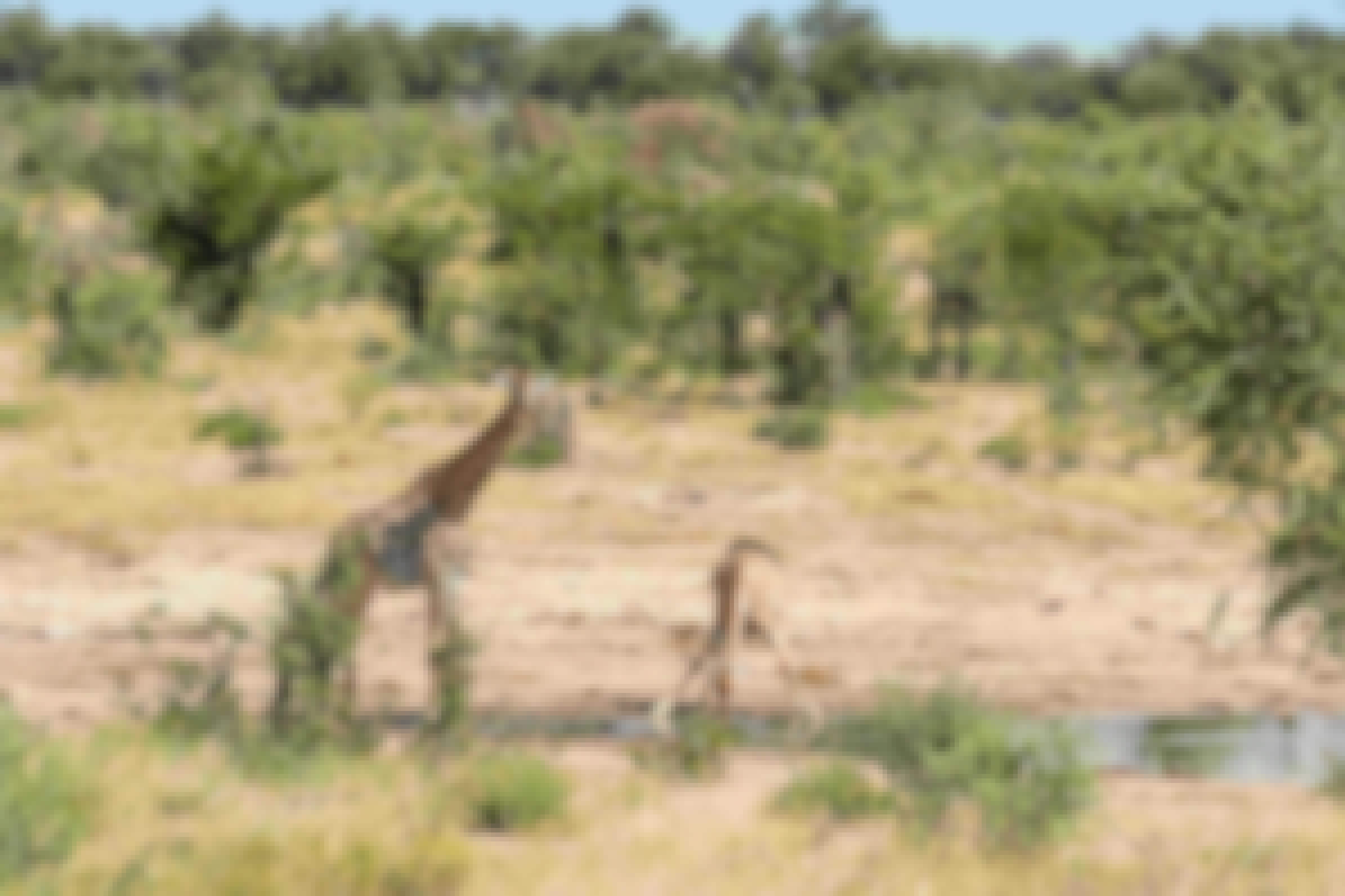 Wayne Grieveson: baby giraffe drinking