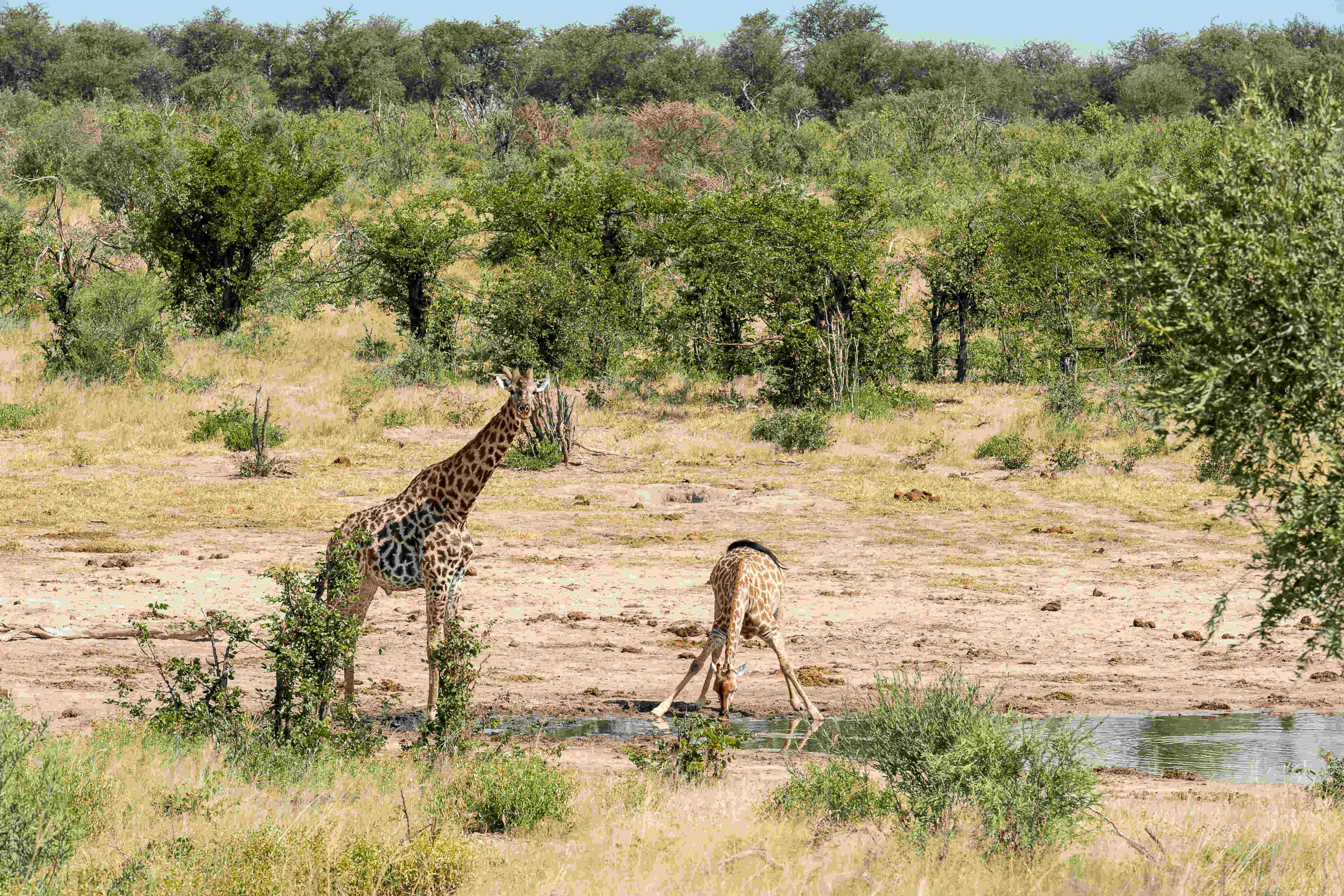 Wayne Grieveson: baby giraffe drinking