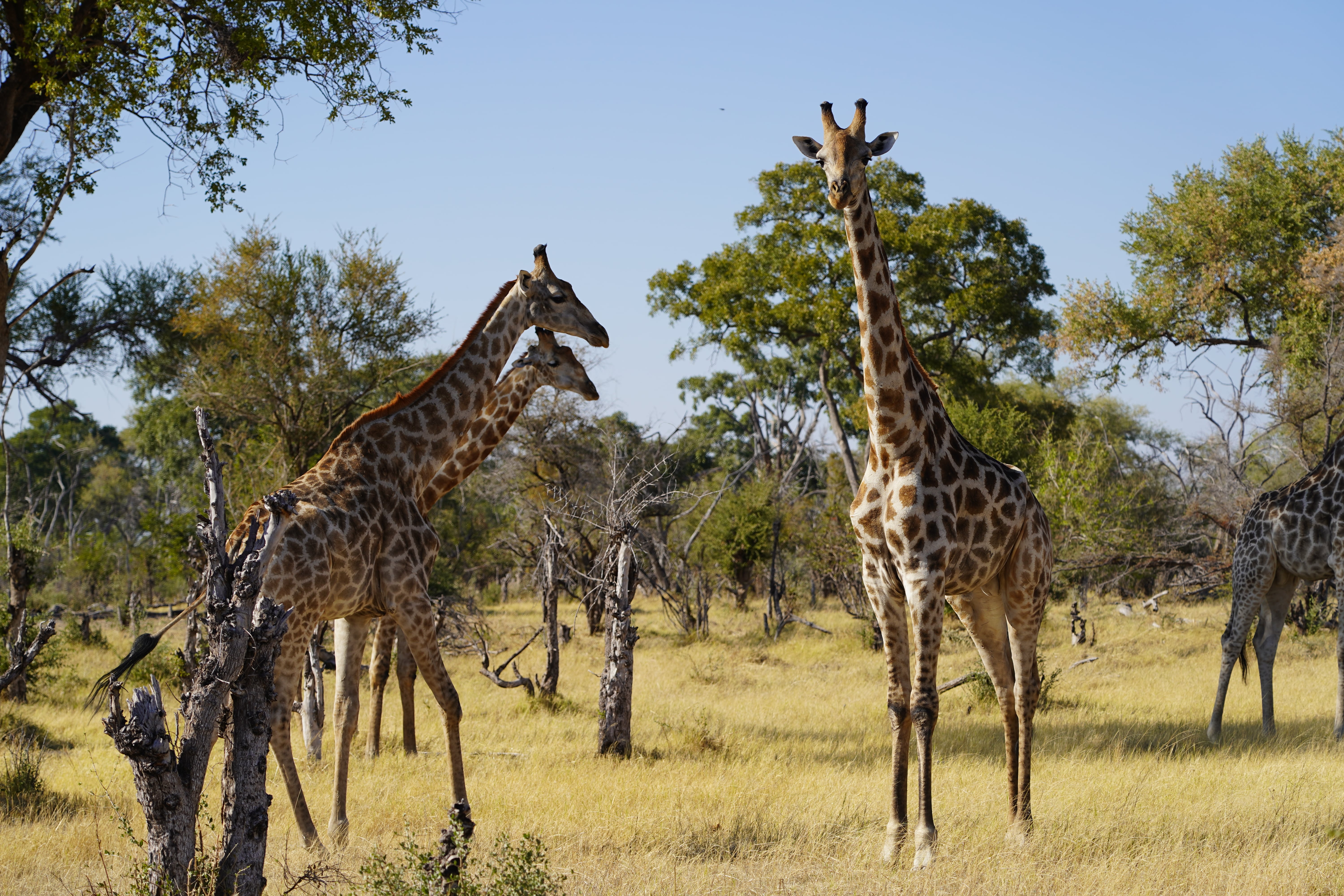 Rino Eliassen: giraffes