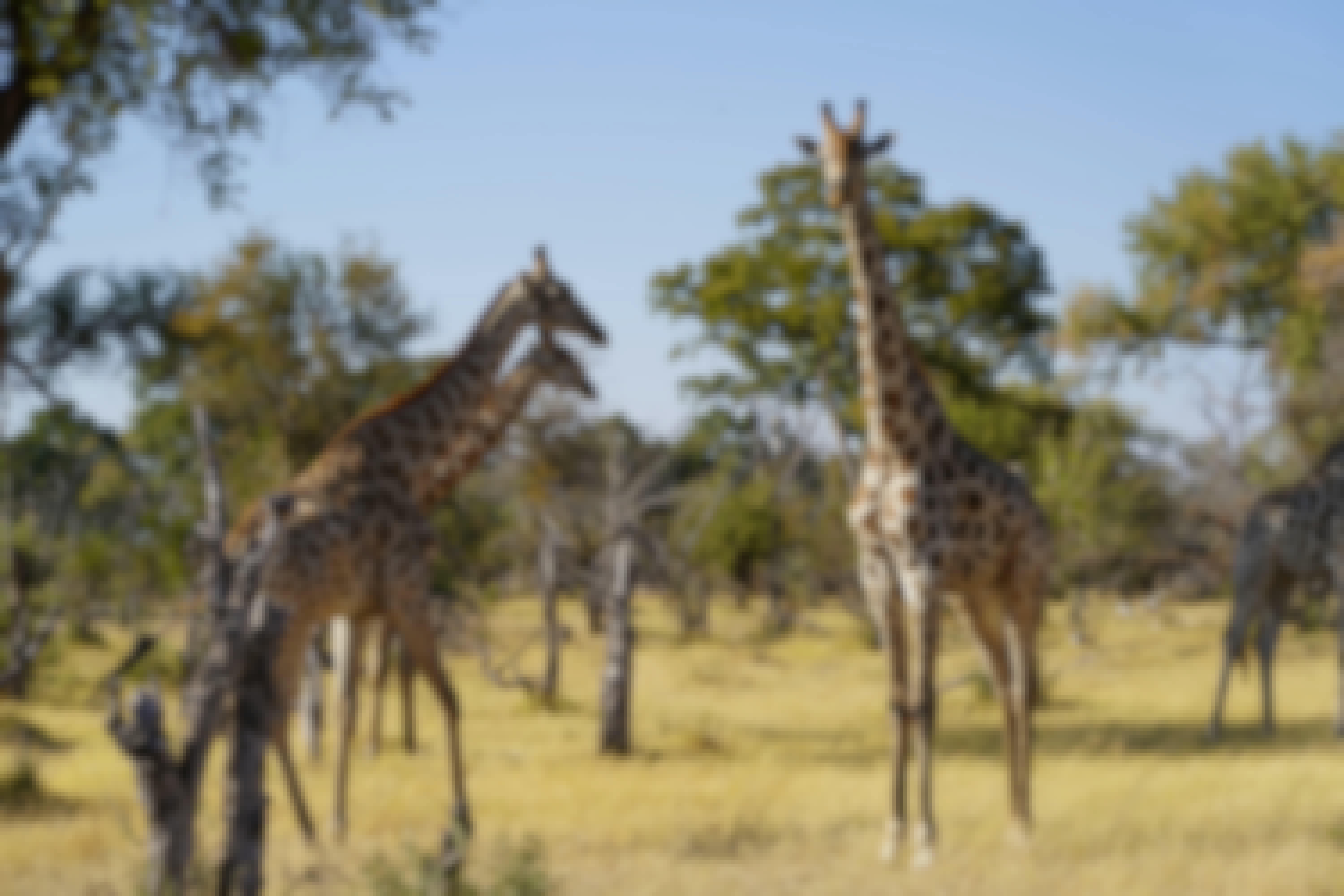 Rino Eliassen: giraffes
