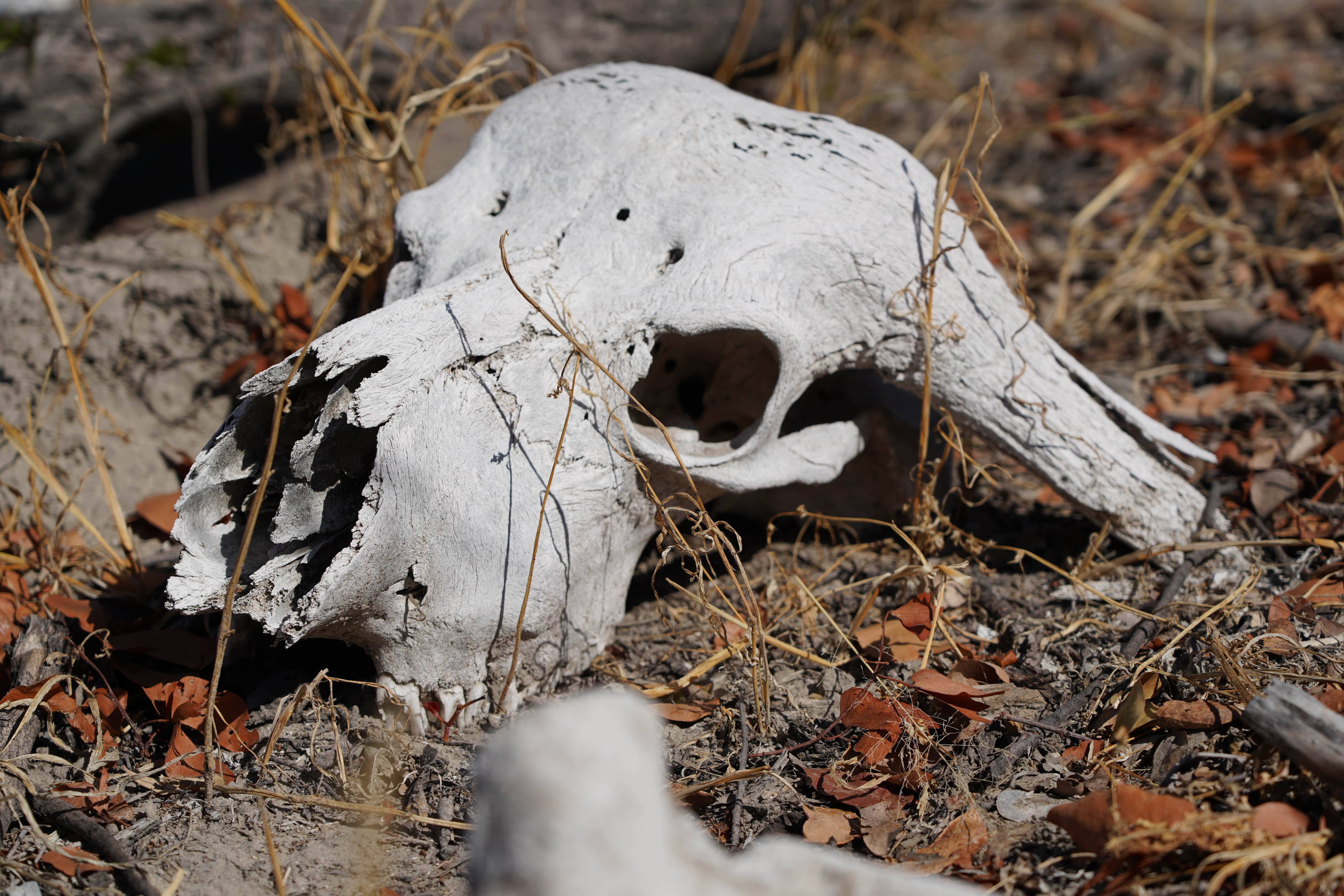 Rino Eliassen: skull