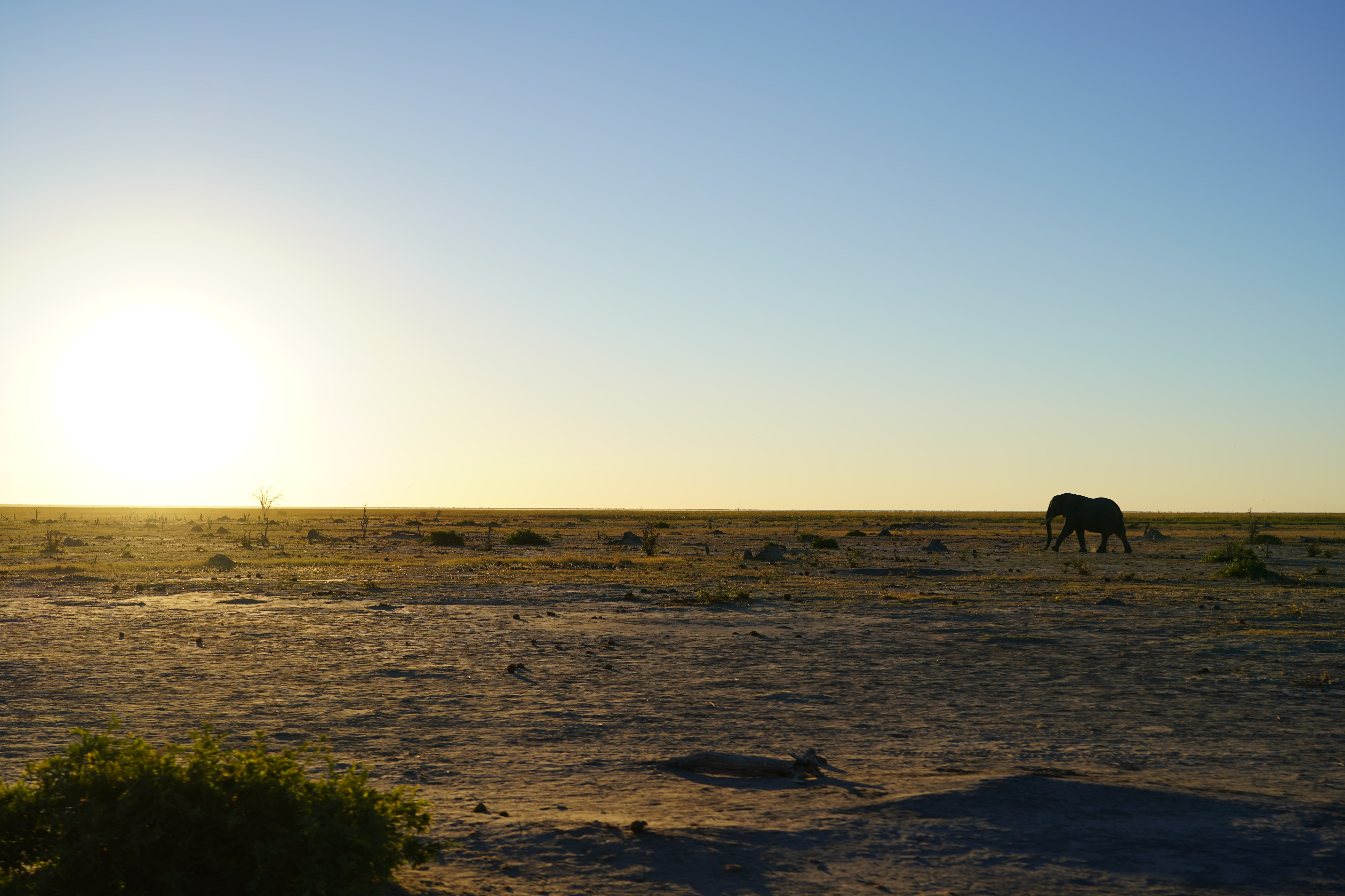 Rino Eliassen: elephants in the sunset