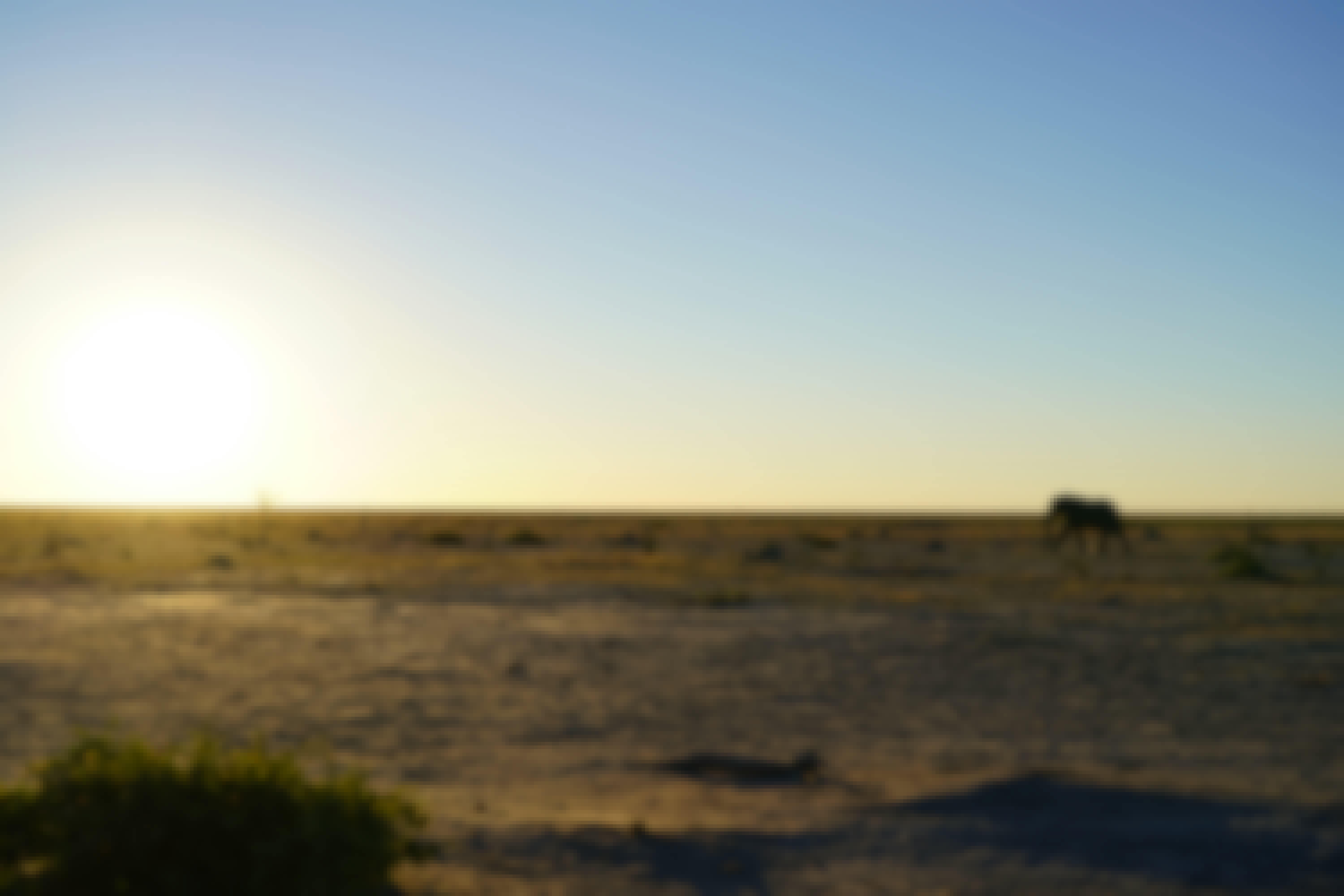 Rino Eliassen: elephants in the sunset