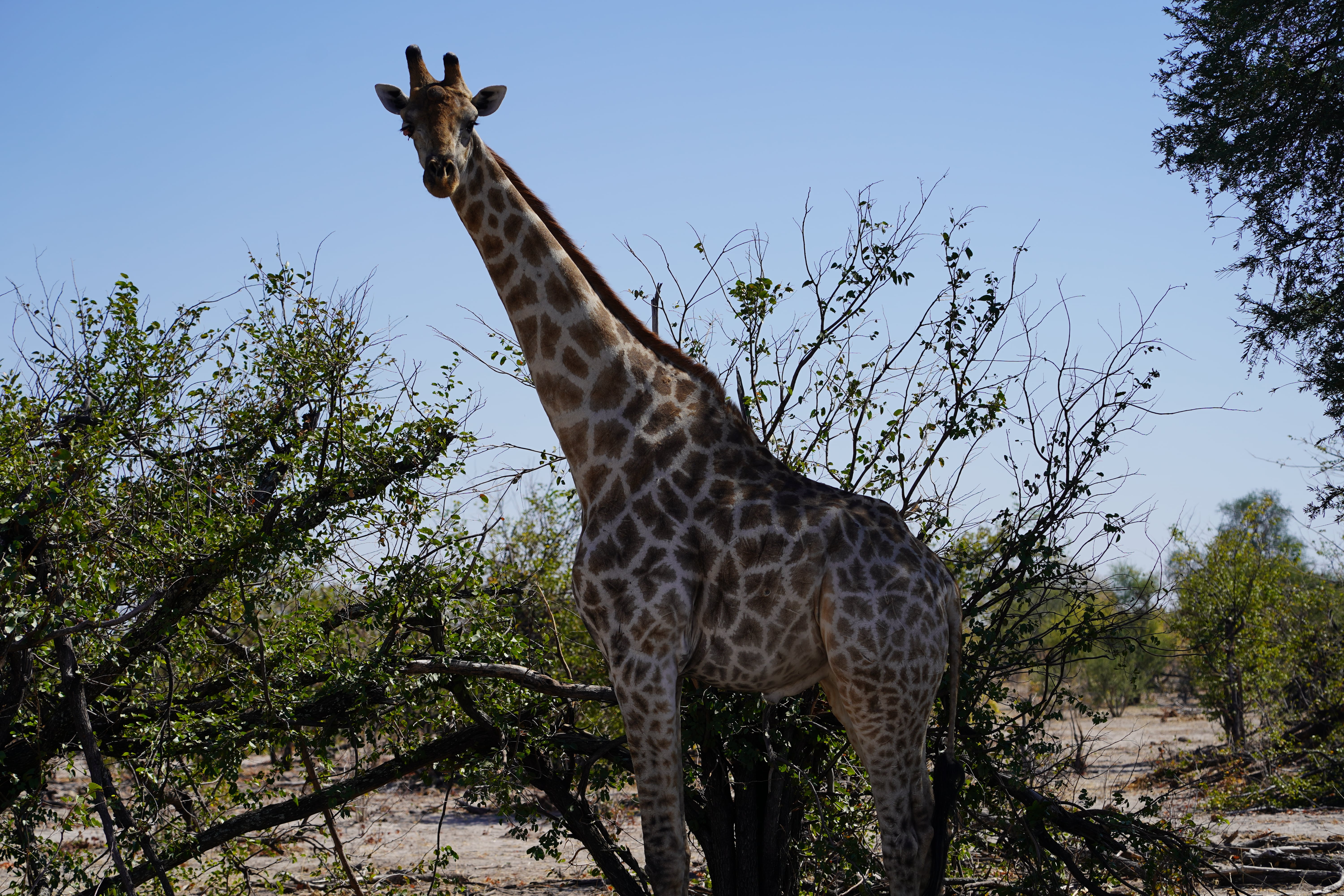 Rino Eliassen: close-up of a giraffe