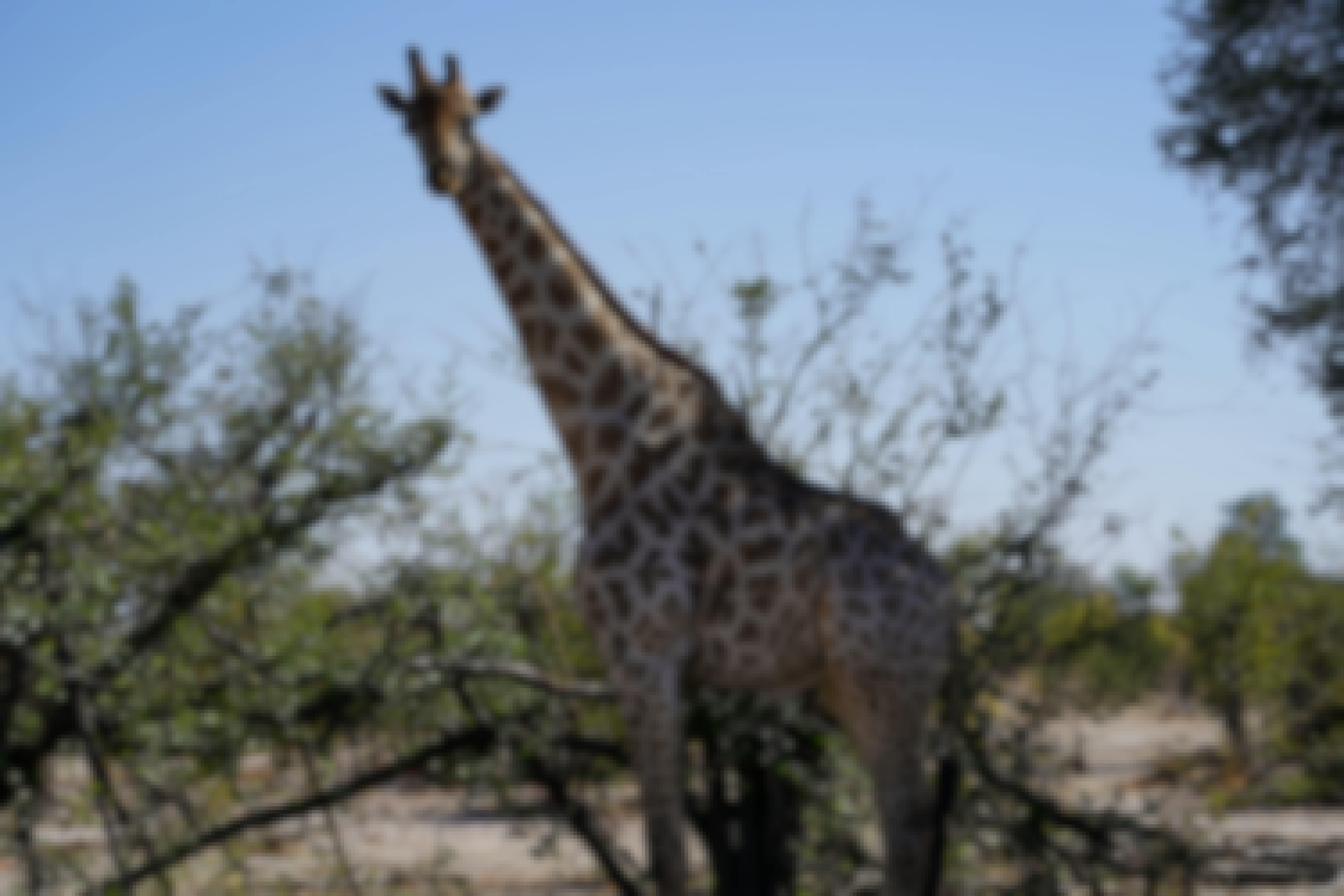 Rino Eliassen: close-up of a giraffe