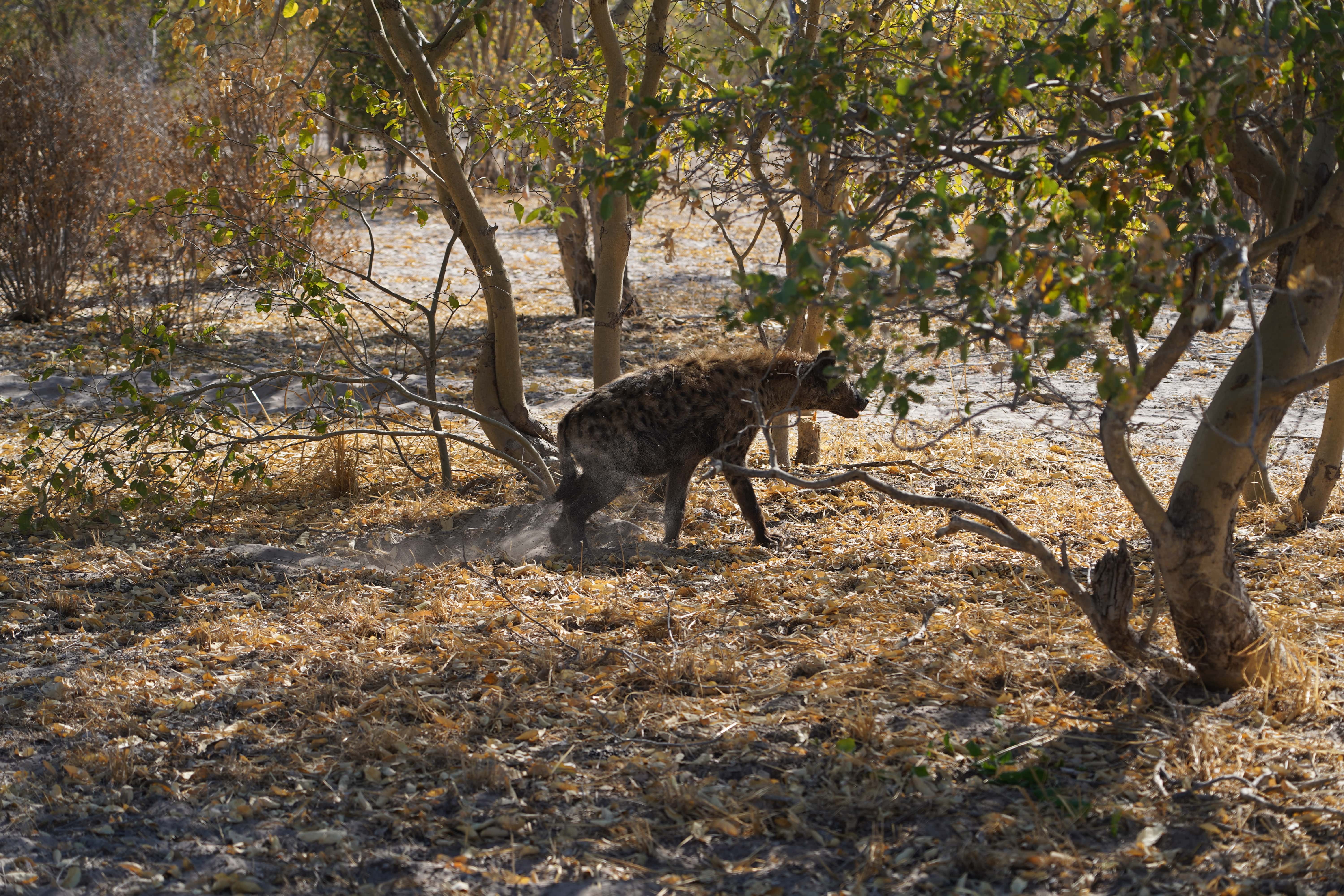 Rino Eliassen: hyena