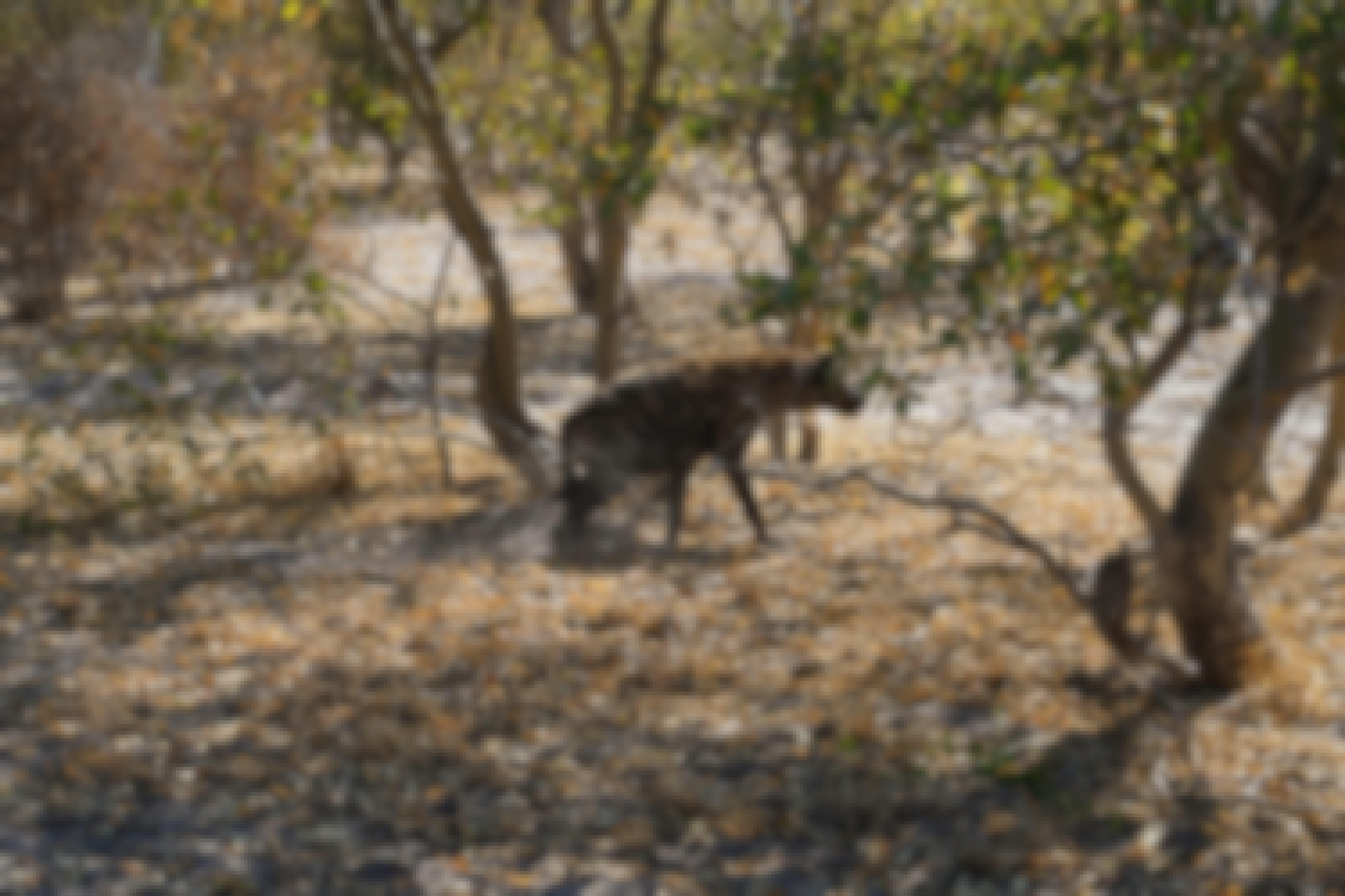 Rino Eliassen: hyena