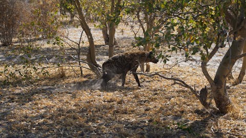 Rino Eliassen: hyena