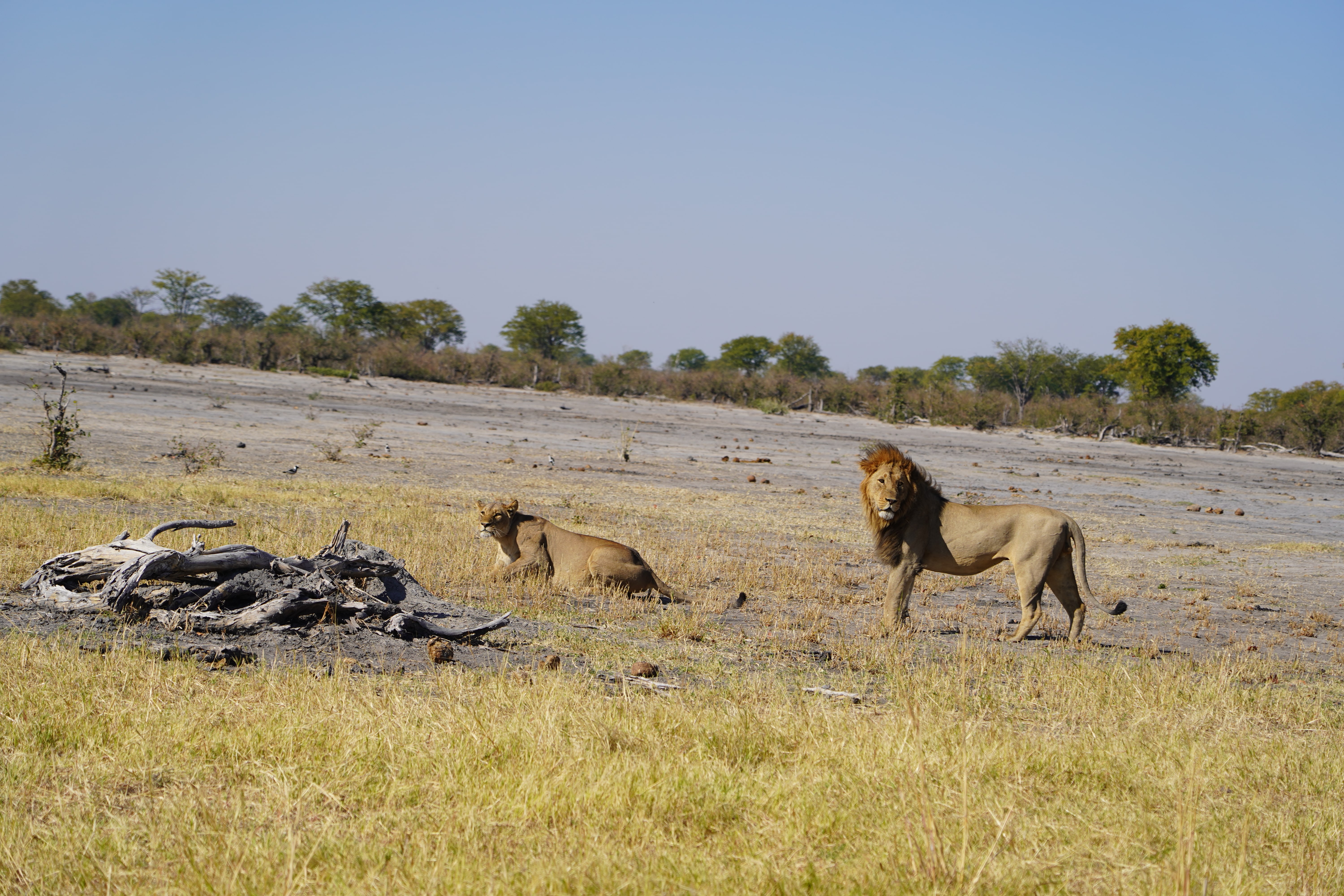 Rino Eliassen: lions in the distance