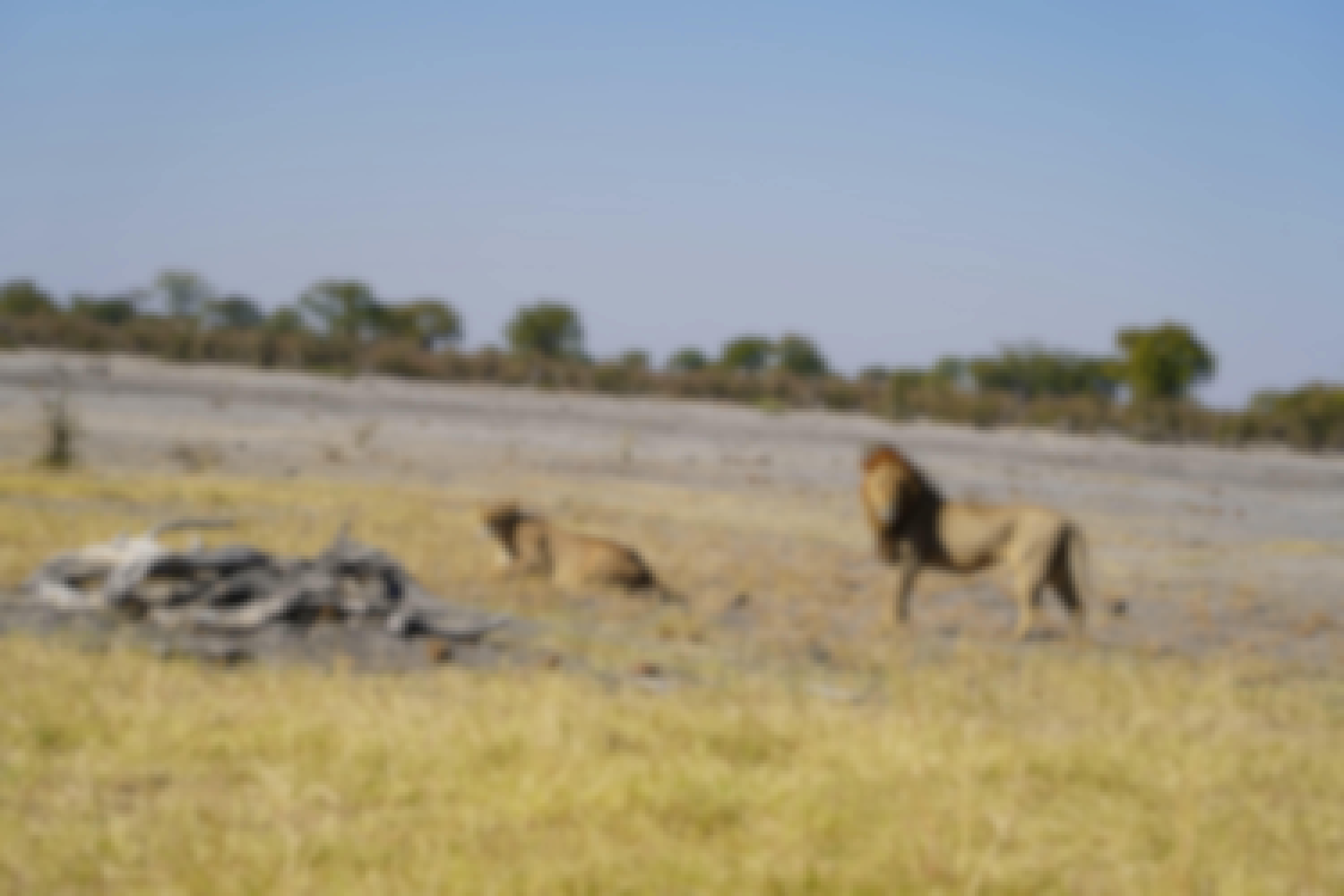 Rino Eliassen: lions in the distance