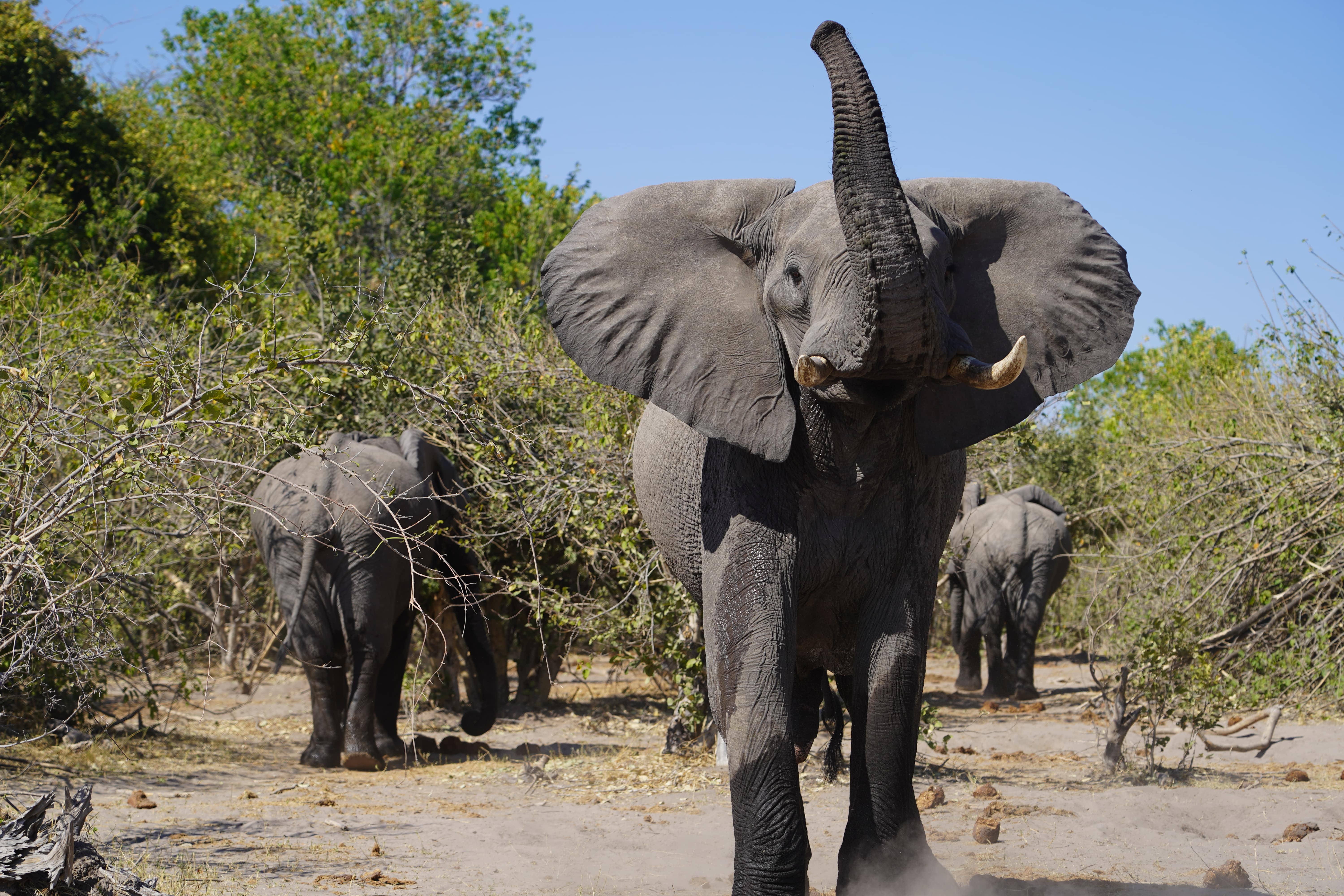 Rino Eliassen: elephants