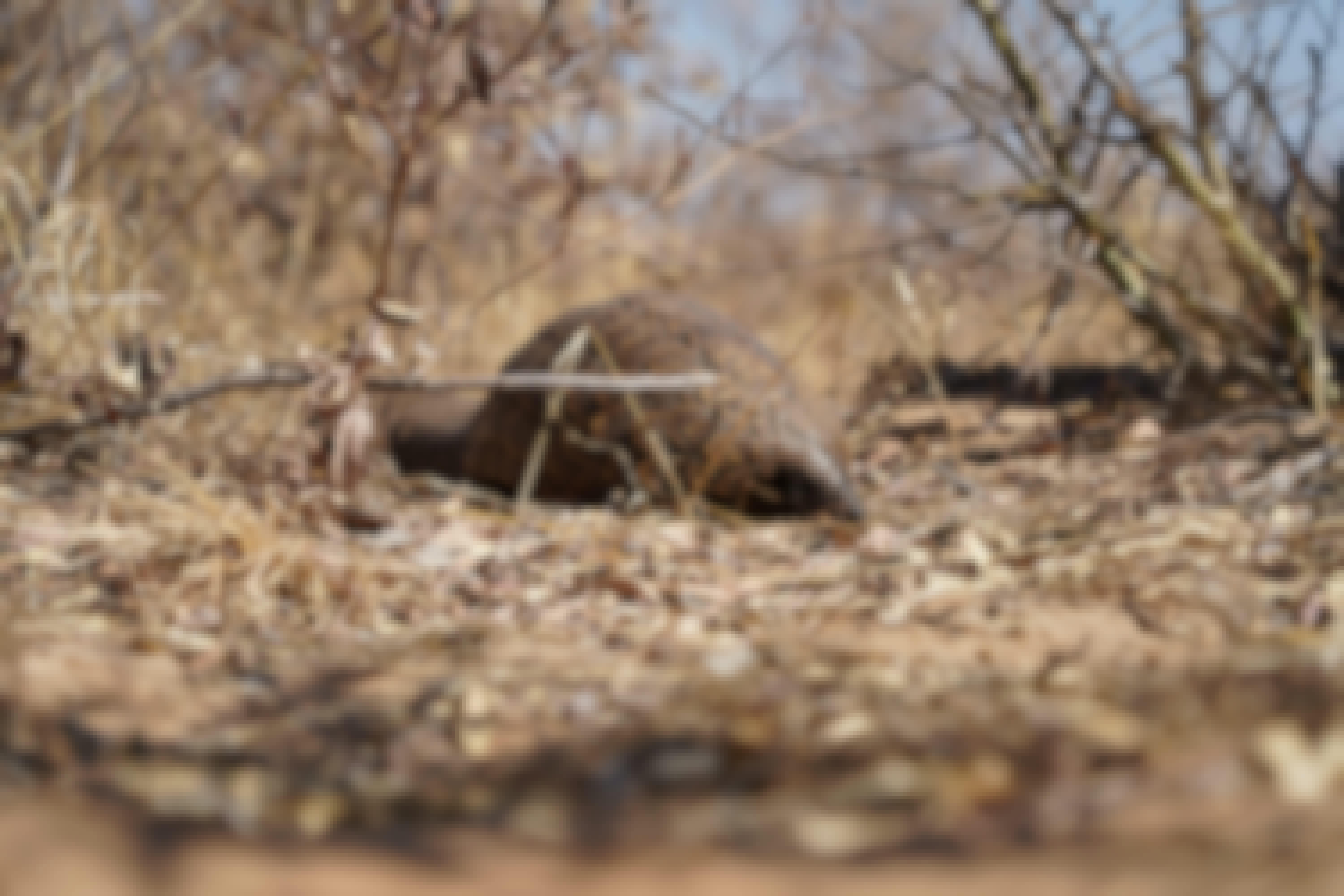 Rino Eliassen: close-up of a pangolin