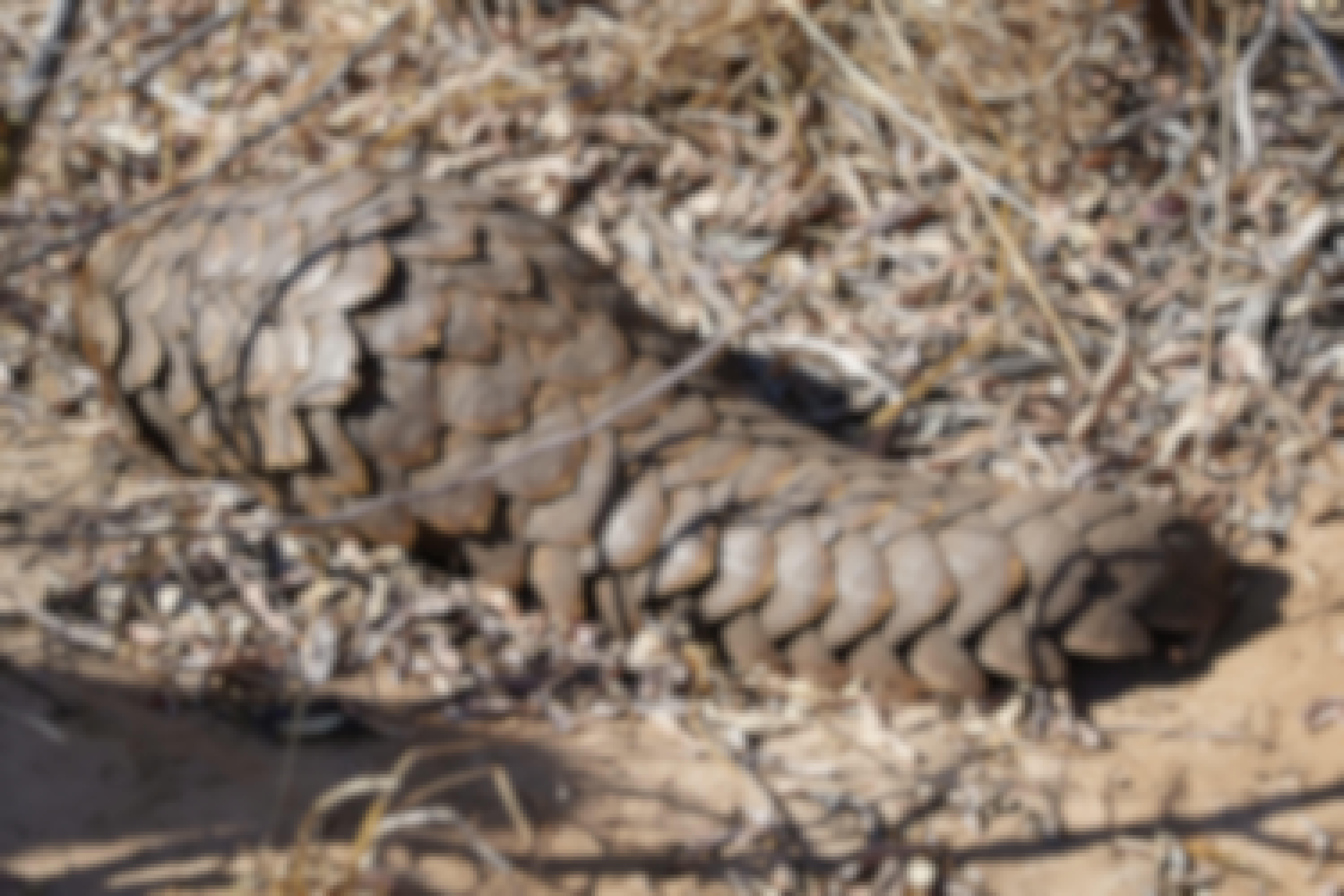 Rino Eliassen: close-up of a pangolin